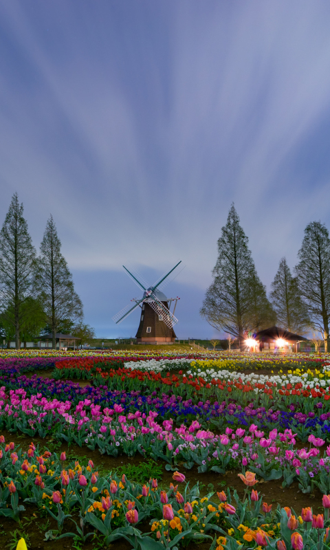 Download mobile wallpaper Flower, Tree, Field, Colors, Colorful, Tulip, Windmill, Man Made for free.