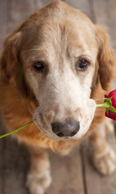 Download mobile wallpaper Dogs, Love, Animal, Golden Retriever for free.