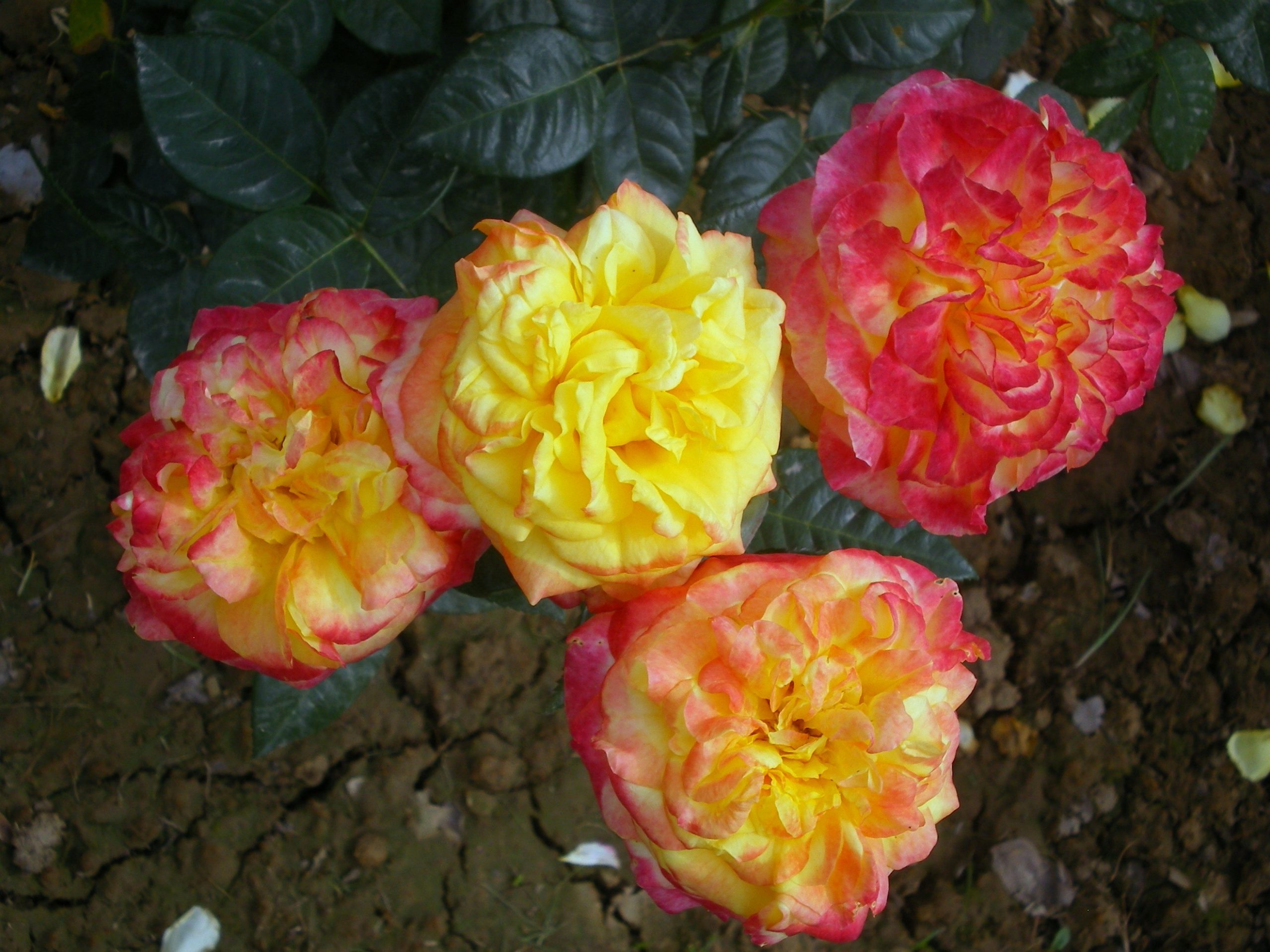Descarga gratis la imagen Flores, Rosa, Flor, Tierra/naturaleza, Peonia en el escritorio de tu PC