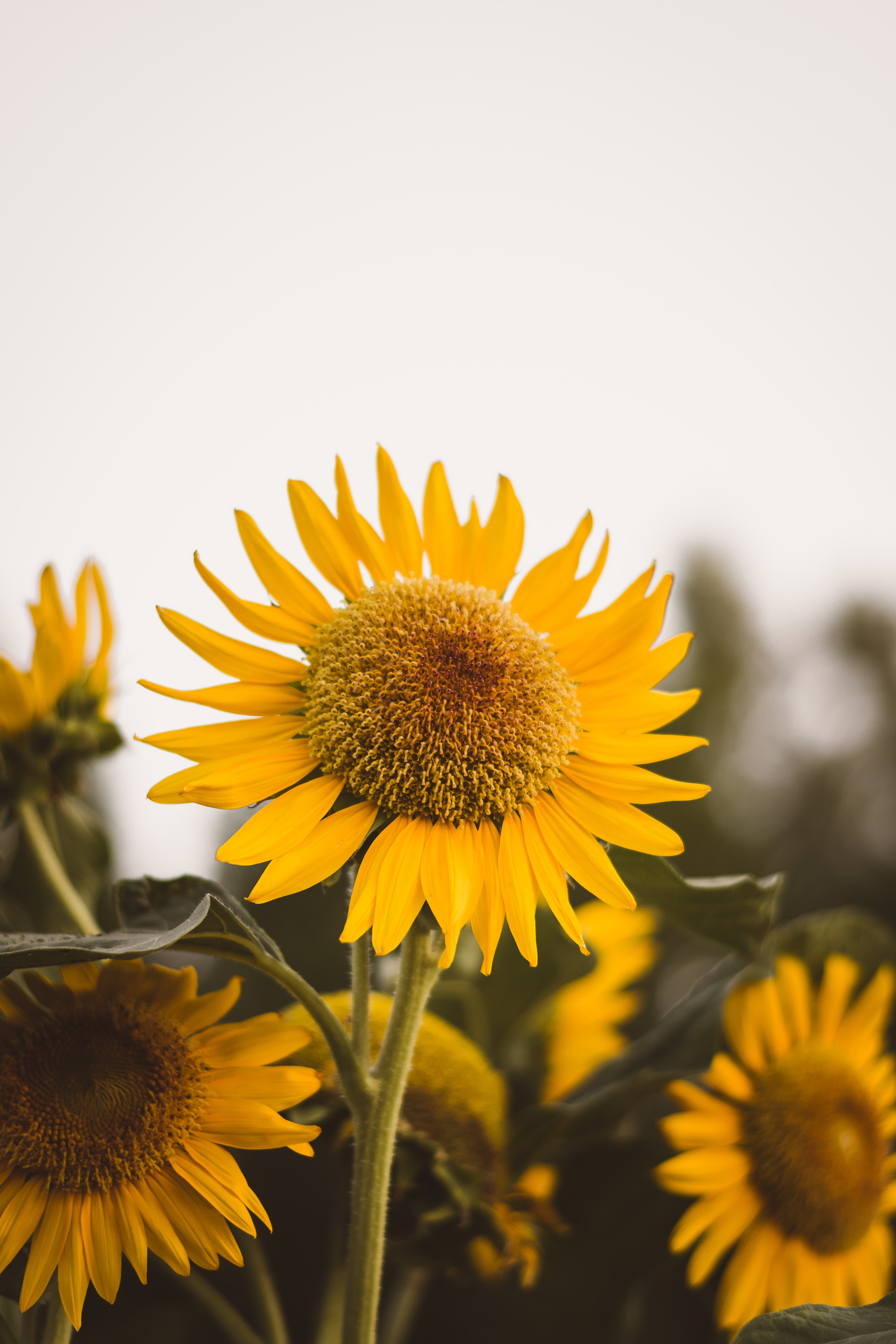 Free download wallpaper Flowers, Plant, Sunflower, Flower, Bloom, Flowering on your PC desktop