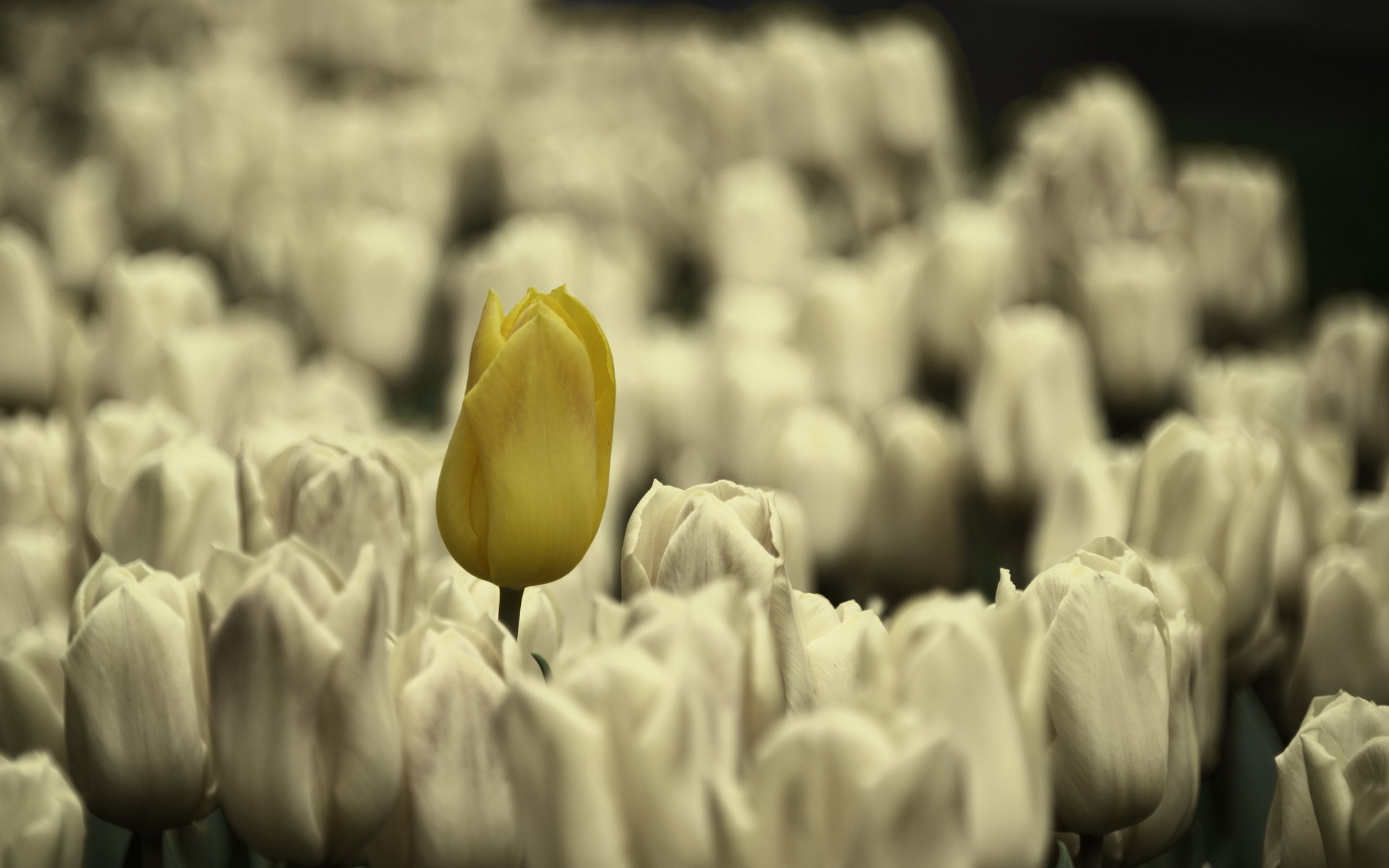 Téléchargez gratuitement l'image Fleurs, Tulipe, Terre/nature sur le bureau de votre PC