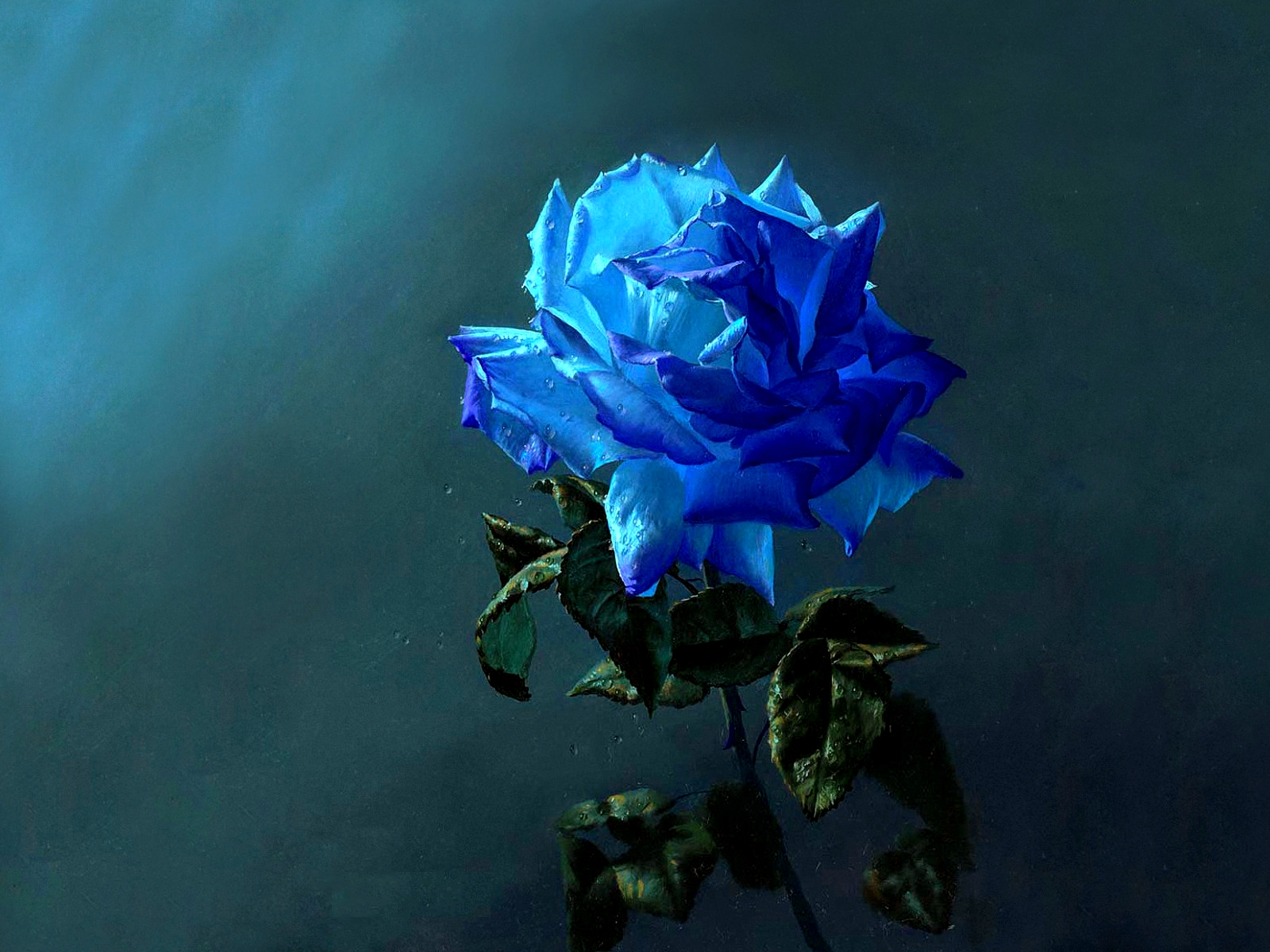 Популярні заставки і фони Блакитна Троянда на комп'ютер