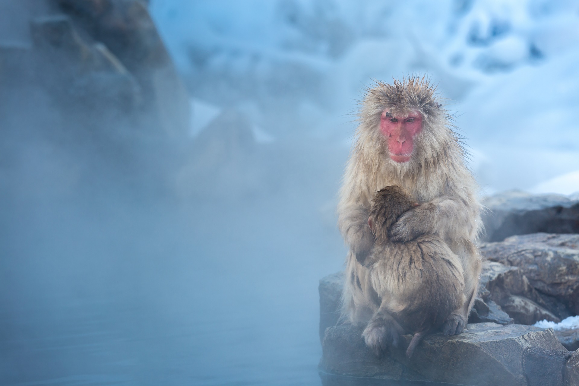 Baixe gratuitamente a imagem Animais, Macacos, Macaco Japonês na área de trabalho do seu PC