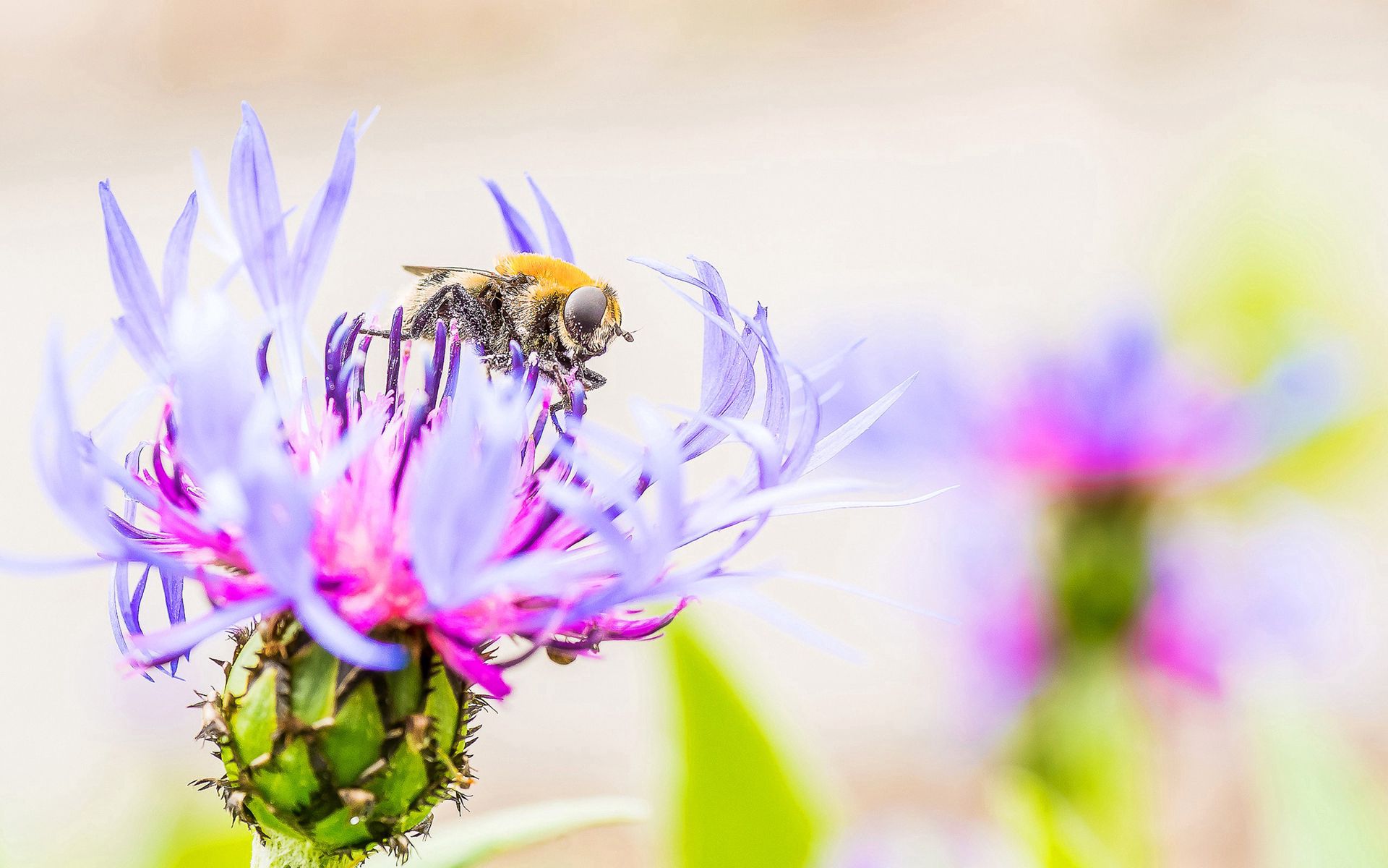 Скачать картинку Пчела, Опыление, Макро, Цветок в телефон бесплатно.