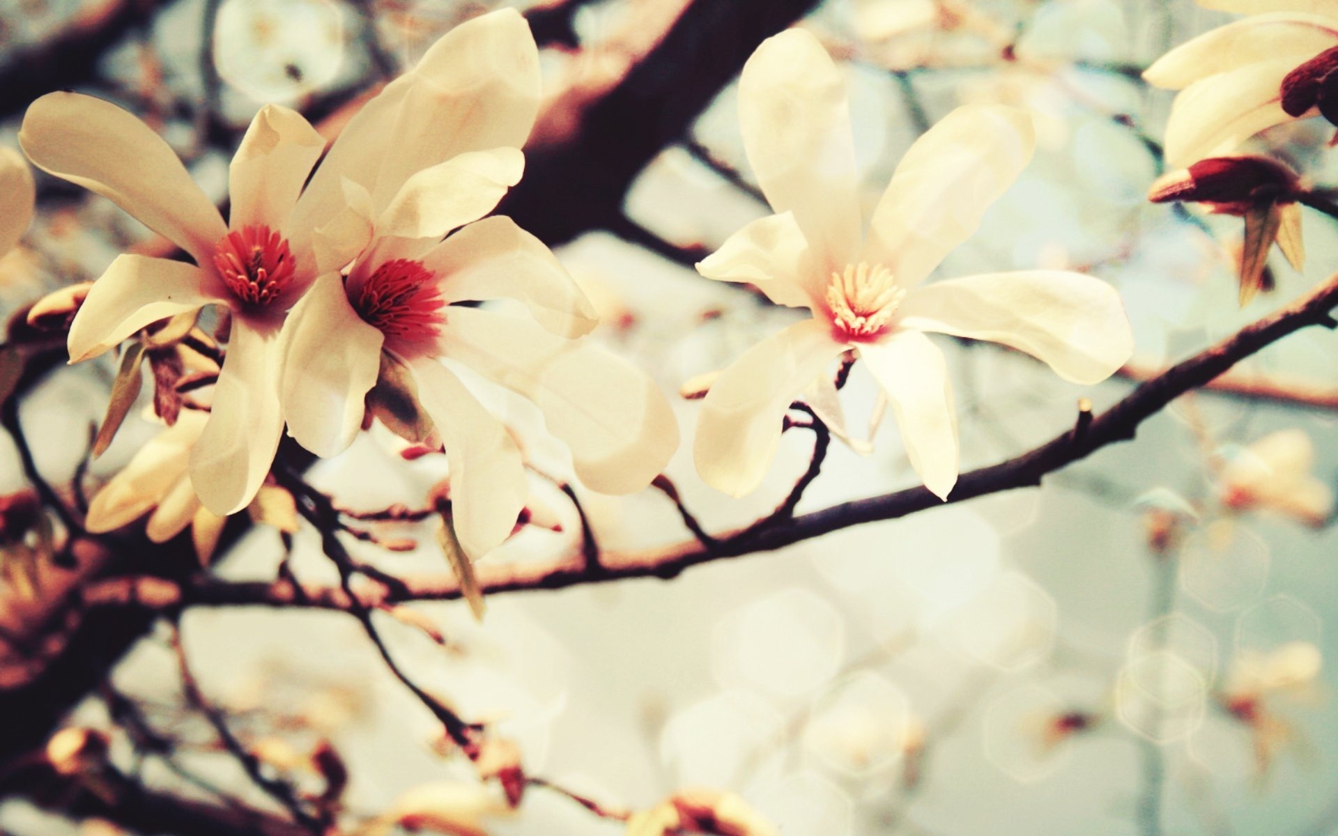 Free download wallpaper Earth, Blossom on your PC desktop