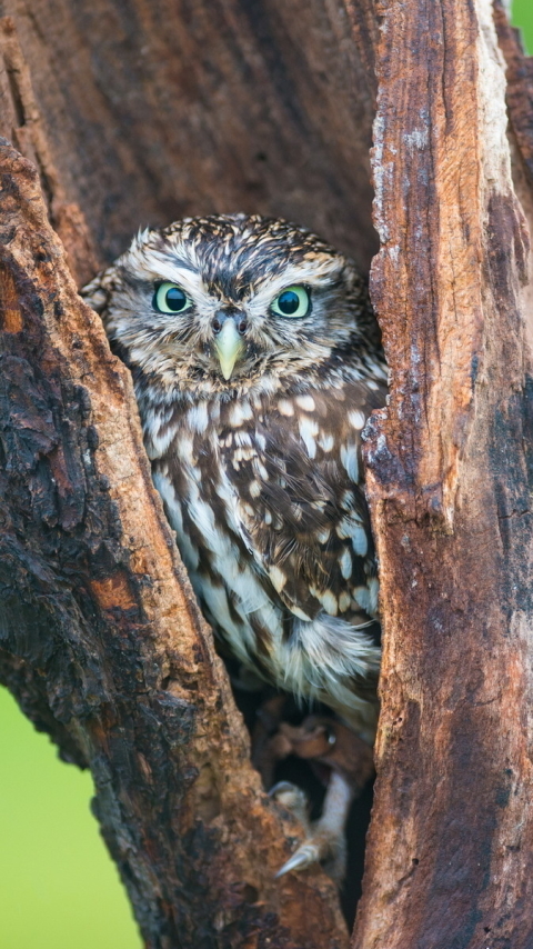 Baixar papel de parede para celular de Animais, Aves, Coruja gratuito.