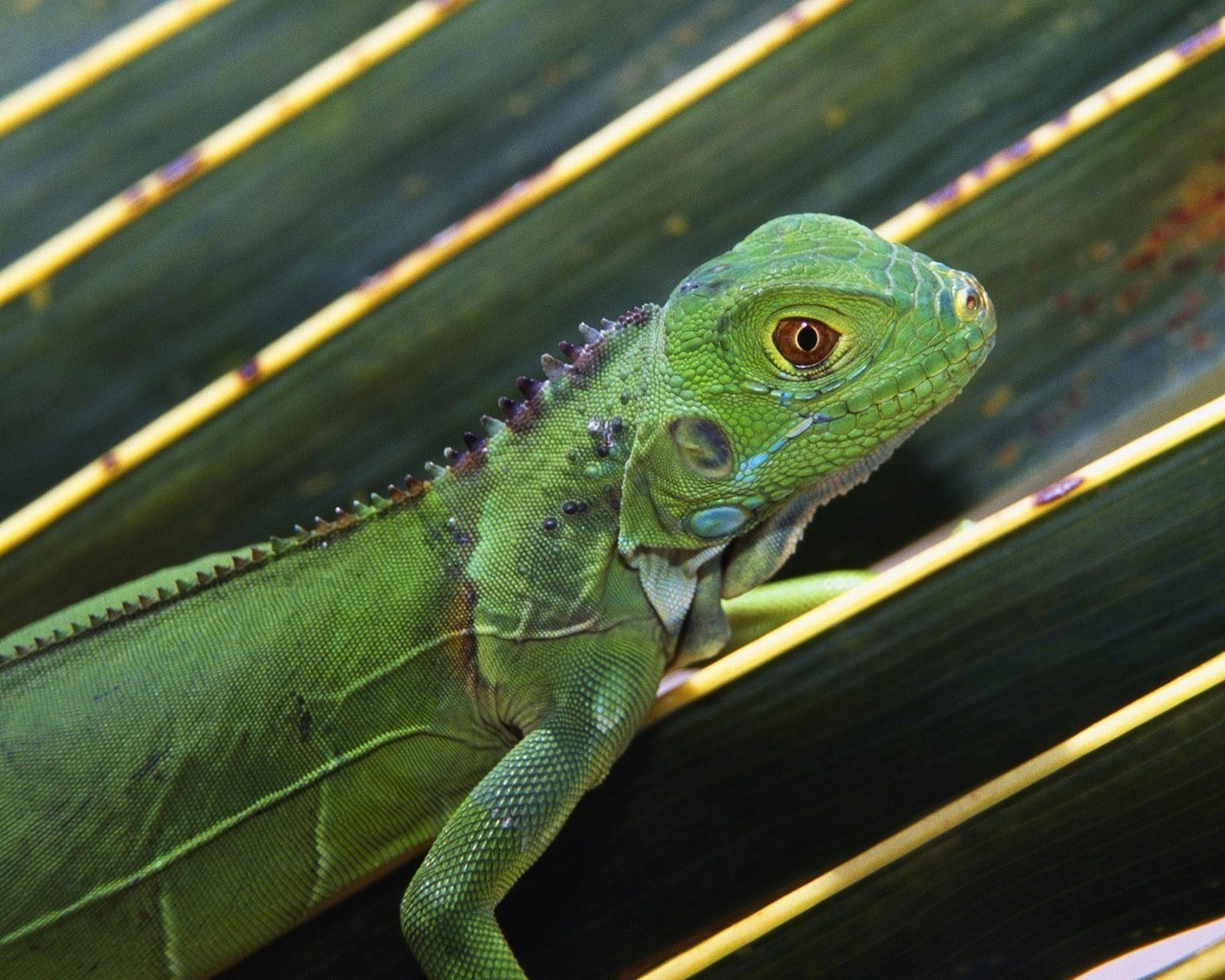 Descarga gratis la imagen Animales, Lagarto, Iguana en el escritorio de tu PC