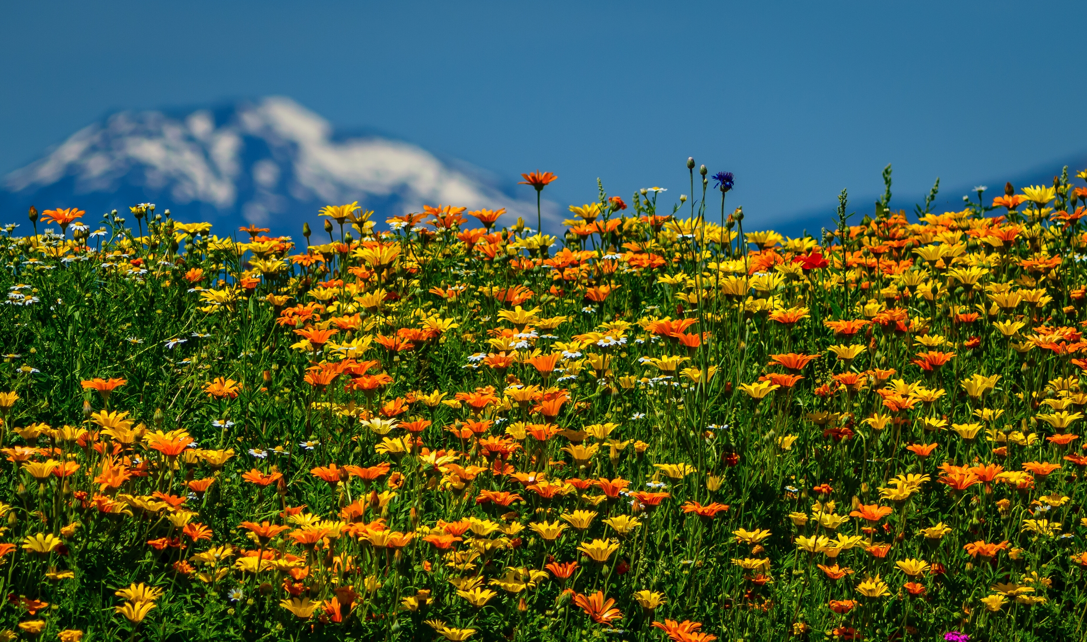 Download mobile wallpaper Flowers, Flower, Earth, Field, Daisy, Yellow Flower, Orange Flower for free.