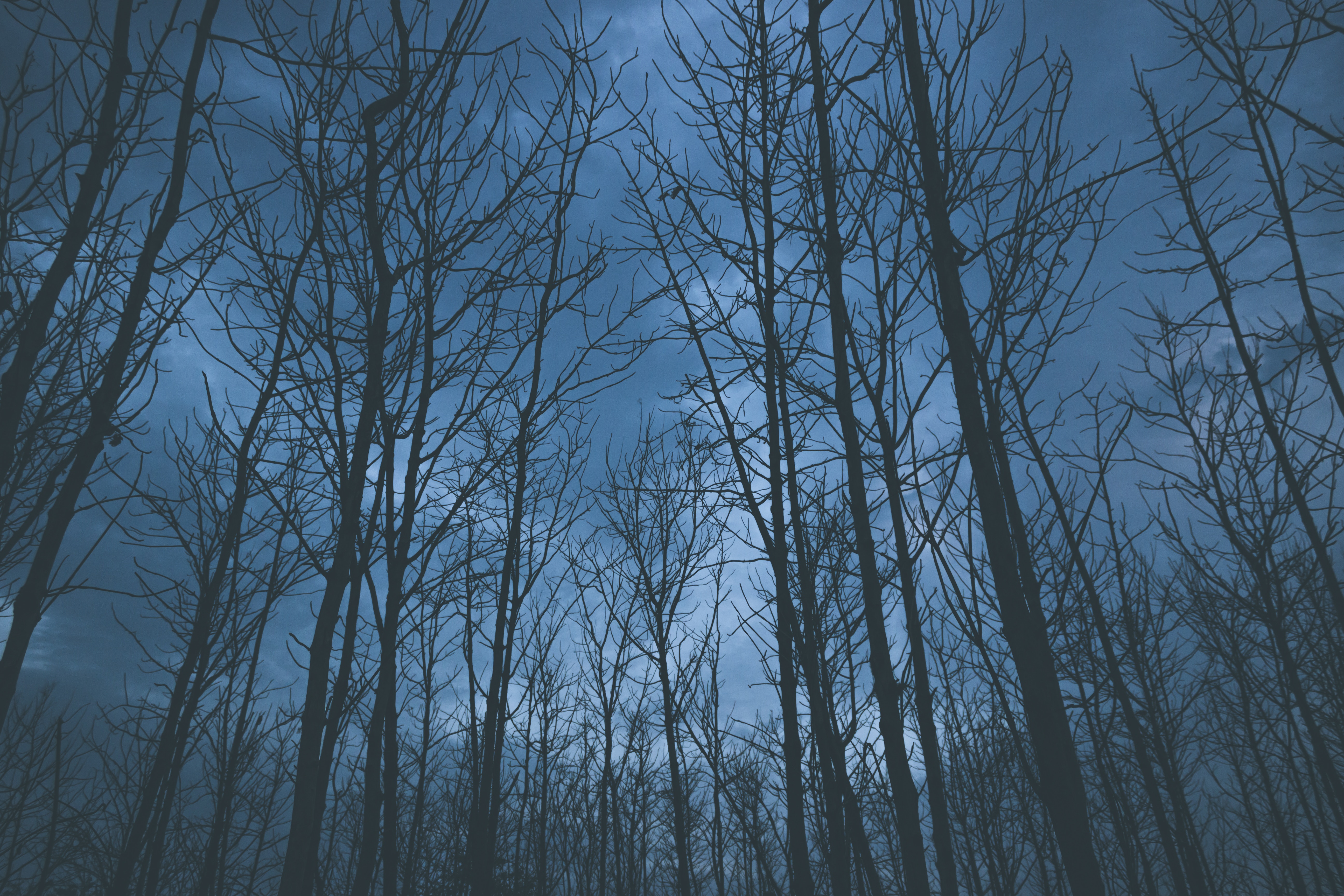 Free download wallpaper Sky, Fog, Trees, Nature on your PC desktop