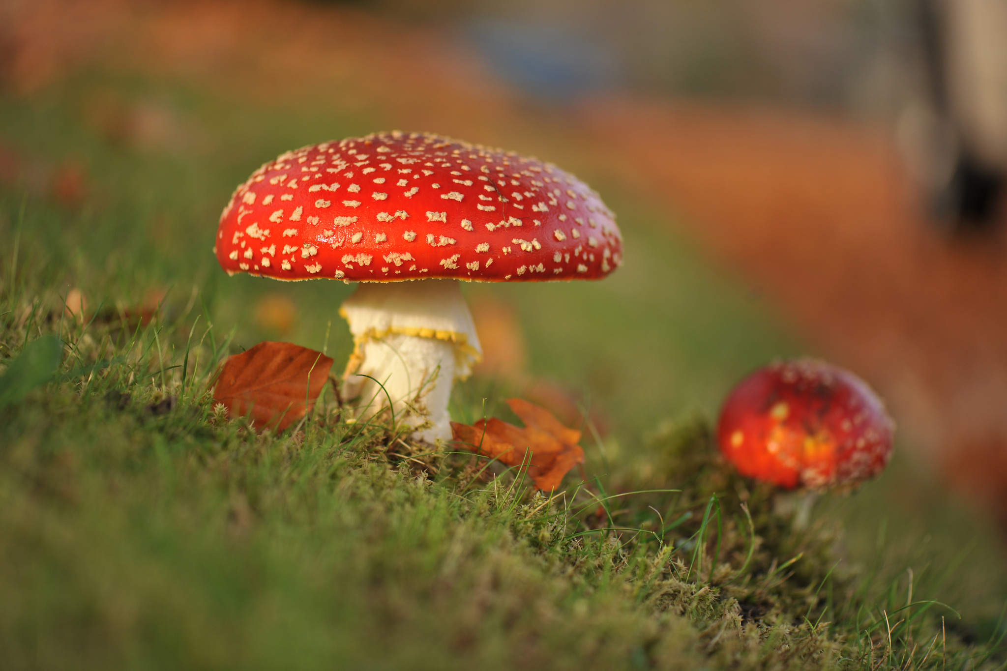 Free download wallpaper Nature, Grass, Earth, Mushroom on your PC desktop