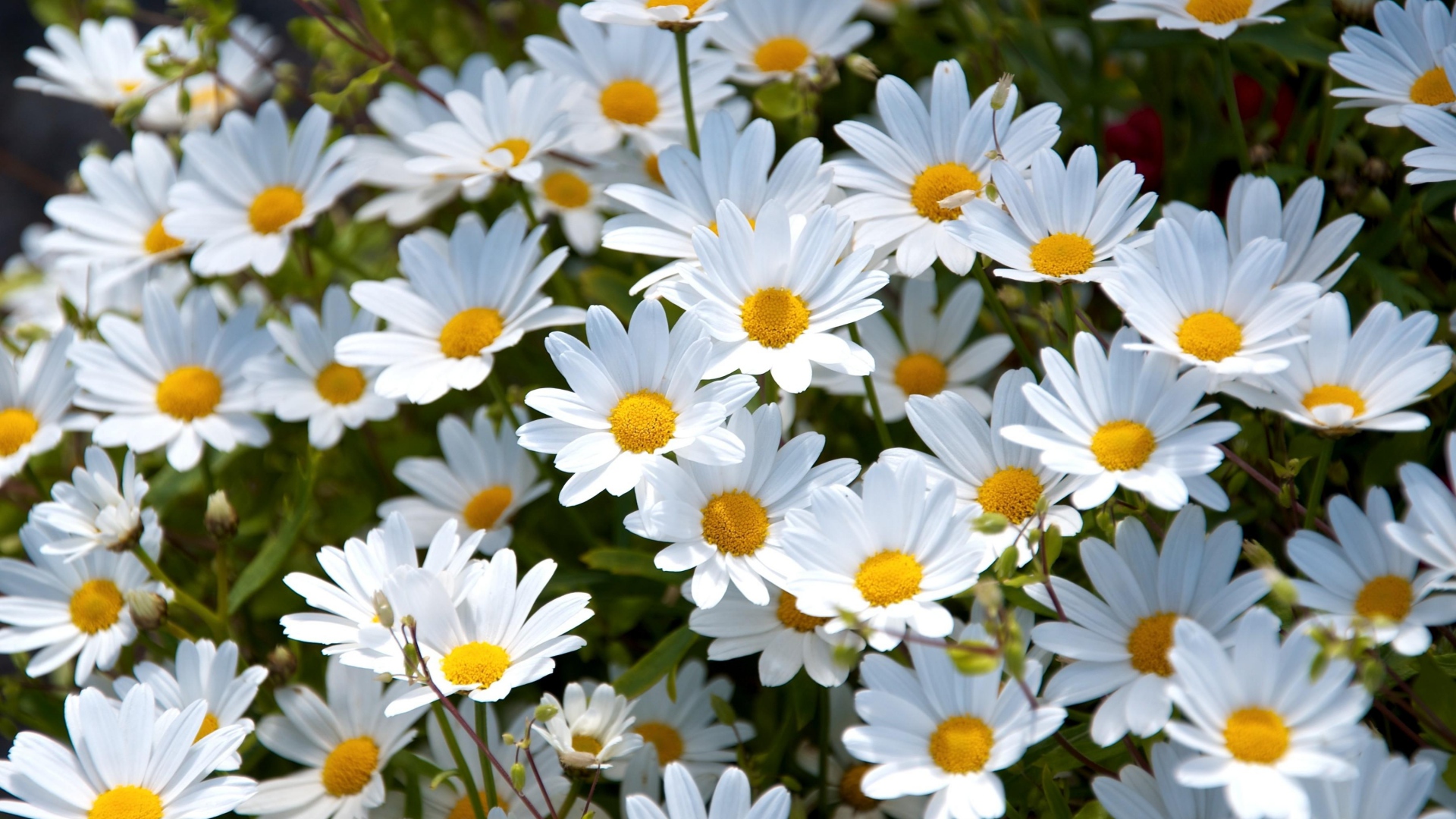 Handy-Wallpaper Natur, Blumen, Blume, Nahansicht, Gänseblümchen, Weiße Blume, Erde/natur kostenlos herunterladen.