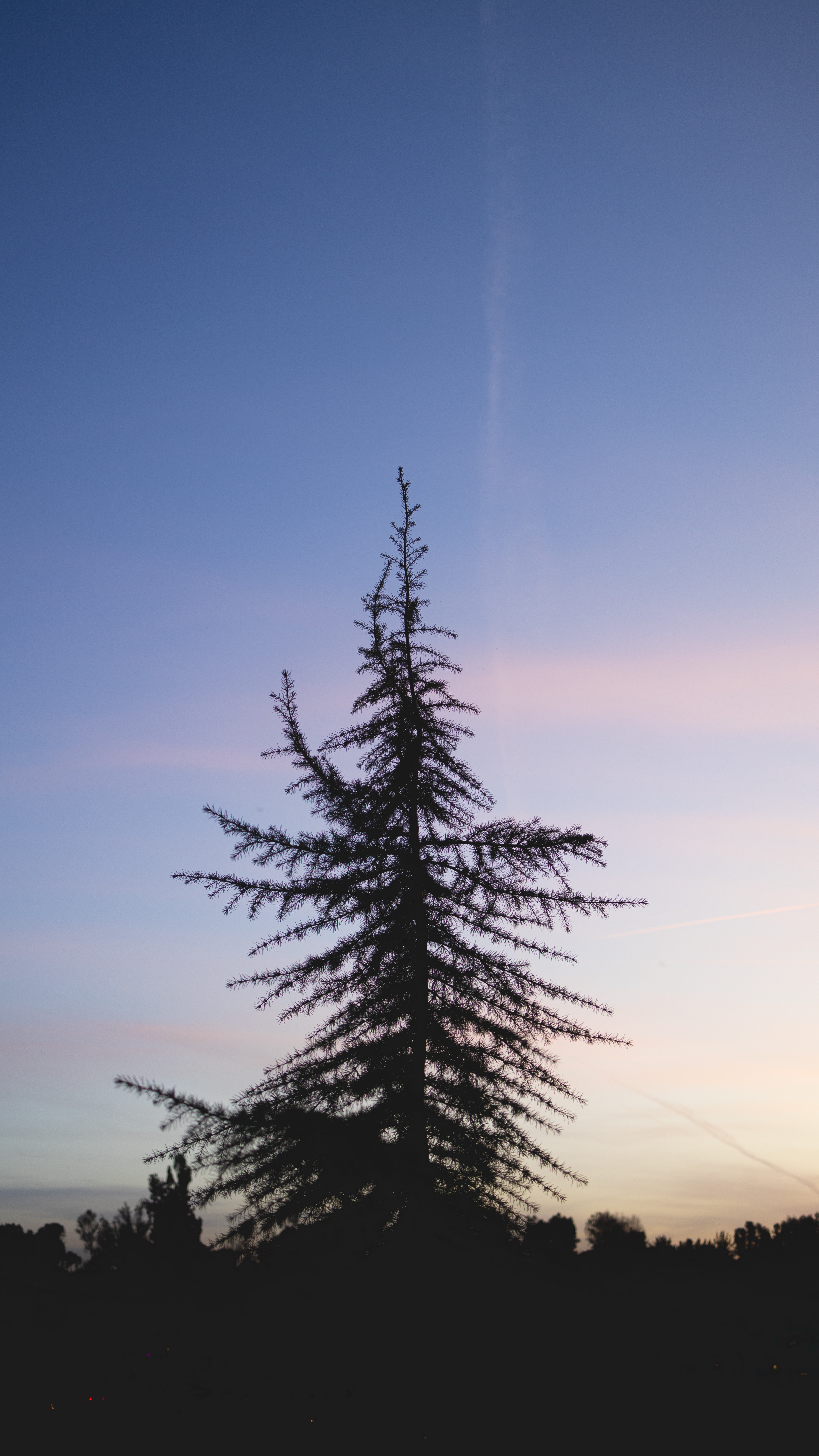 Download mobile wallpaper Tree, Spruce, Fir, Sky, Wood, Sunset, Nature for free.