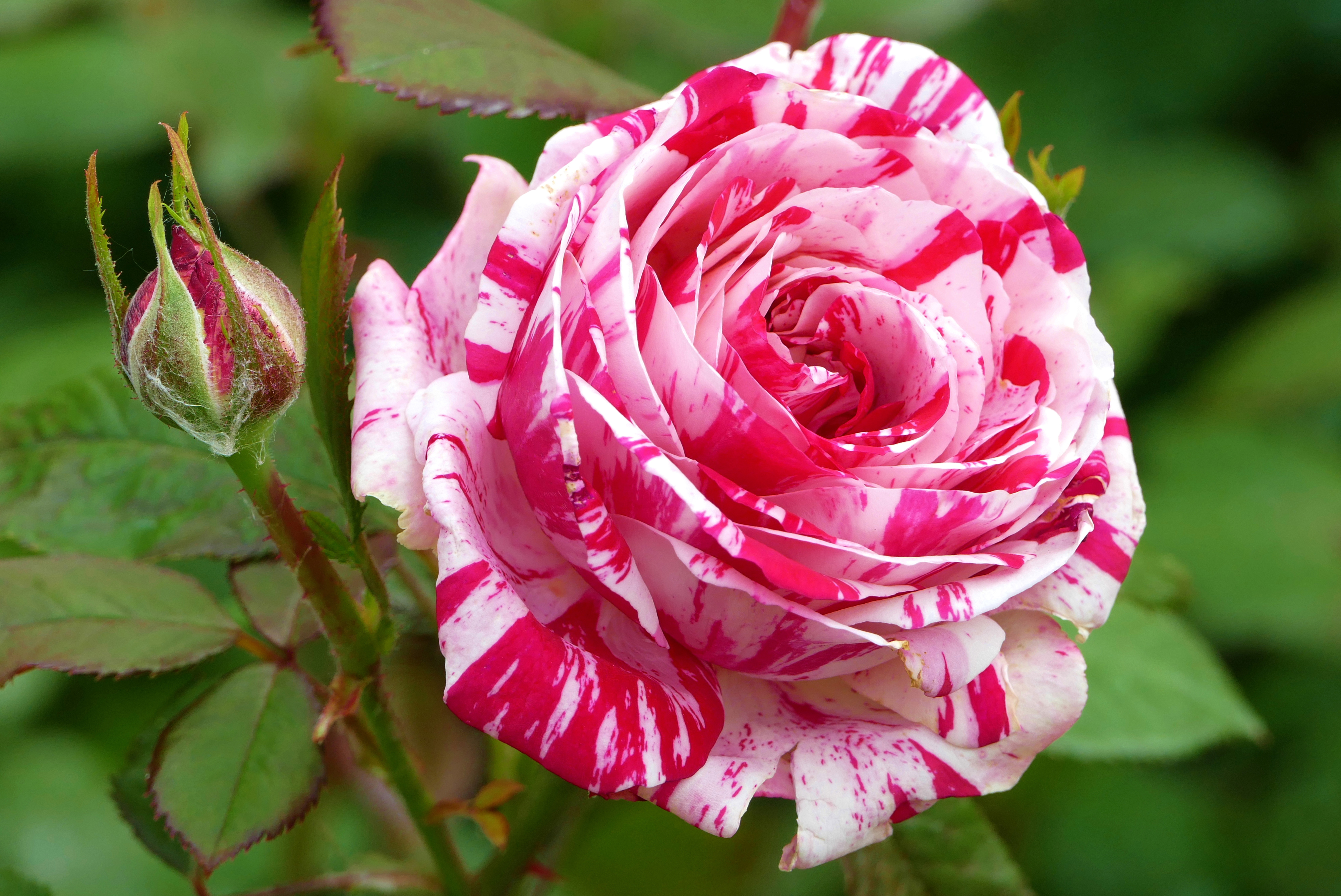 Descarga gratuita de fondo de pantalla para móvil de Flores, Rosa, Flor, Flor Rosa, De Cerca, Tierra/naturaleza.