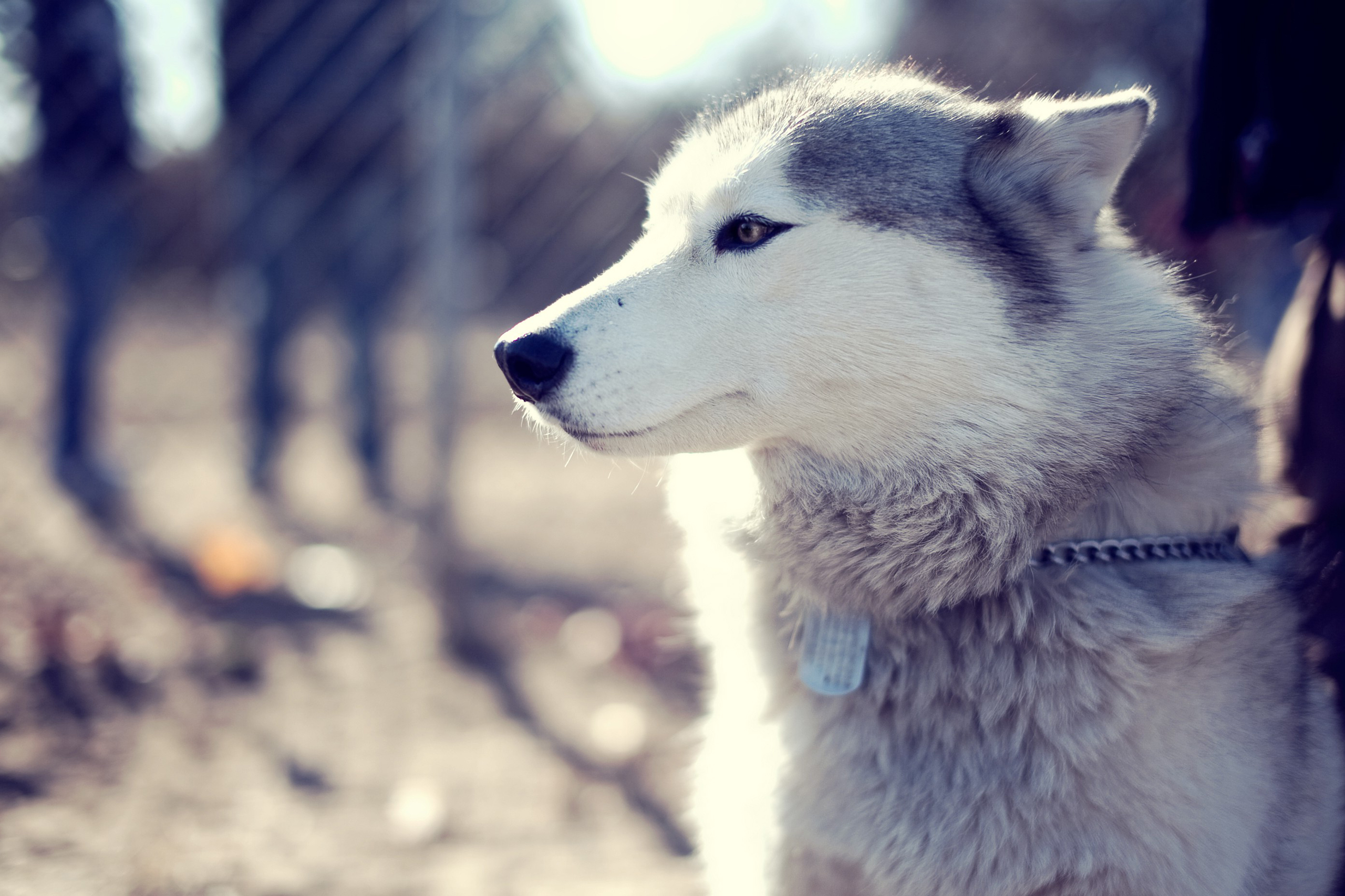 無料モバイル壁紙犬, 動物をダウンロードします。