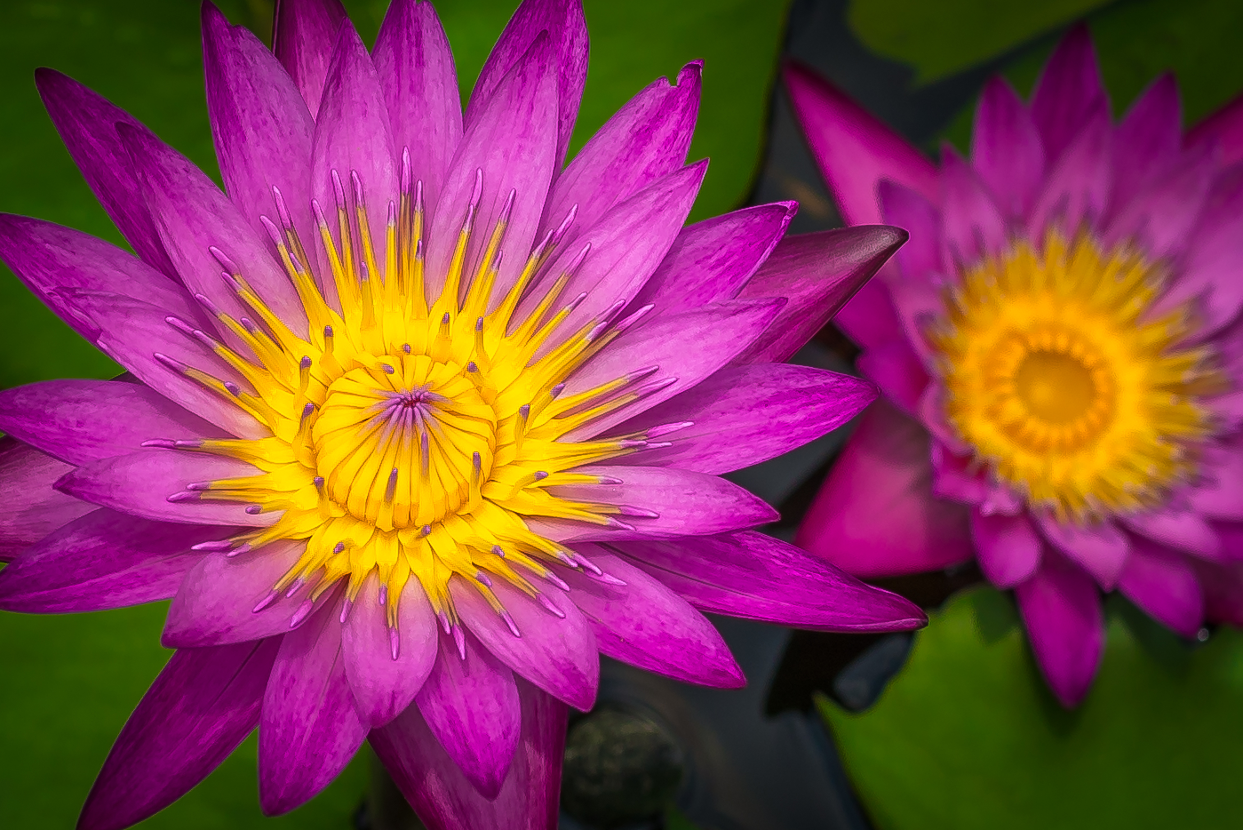 無料モバイル壁紙フラワーズ, 花, 地球, スイレン, 紫色の花をダウンロードします。