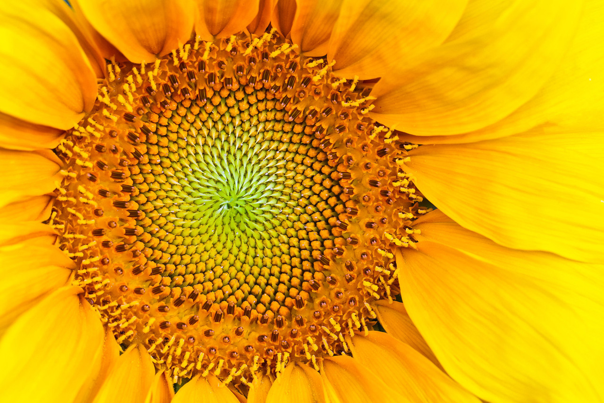 Handy-Wallpaper Sonnenblume, Blumen, Erde/natur kostenlos herunterladen.