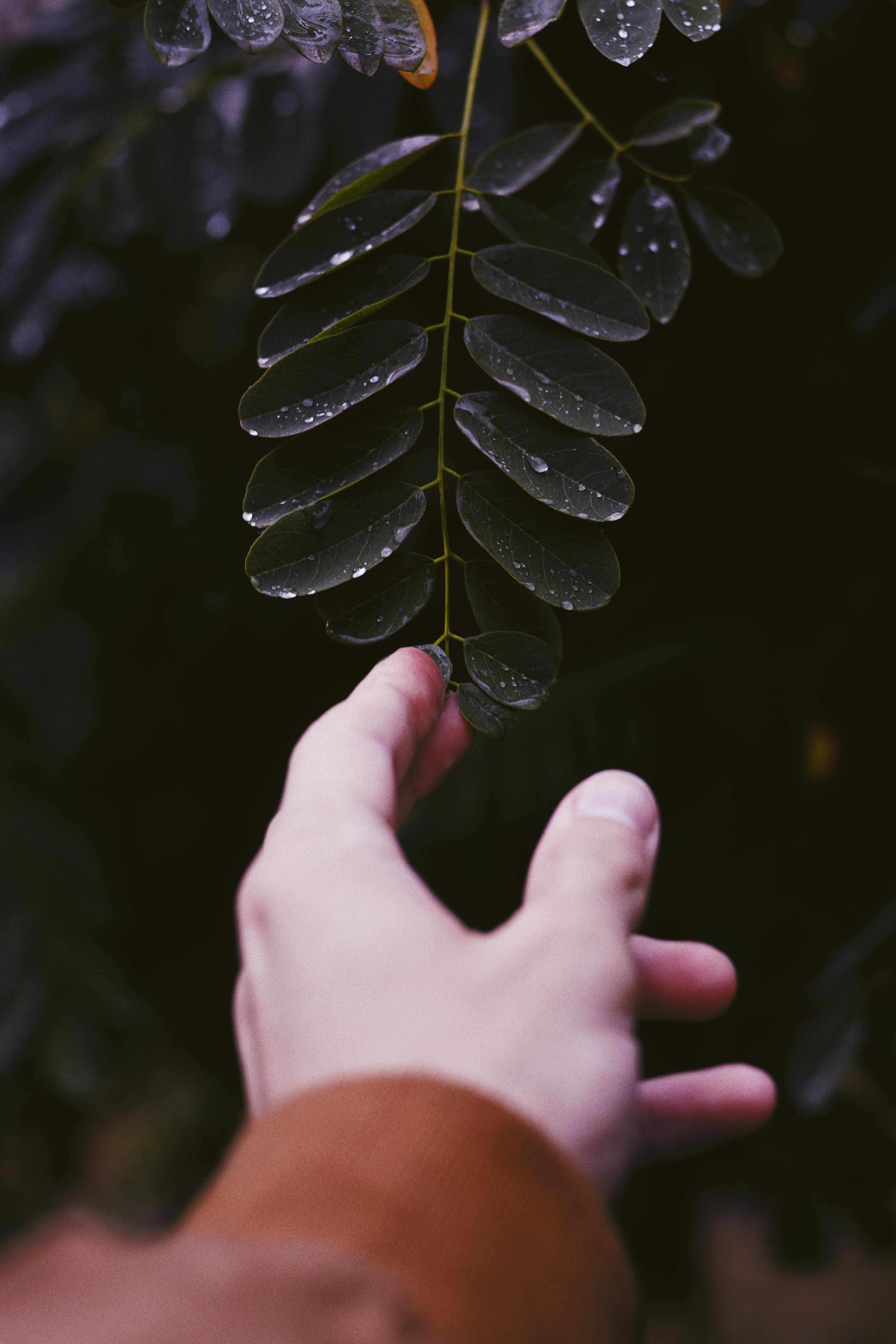 Download mobile wallpaper Miscellaneous, Sheet, Miscellanea, Leaf, Plant, Hand, Fingers for free.