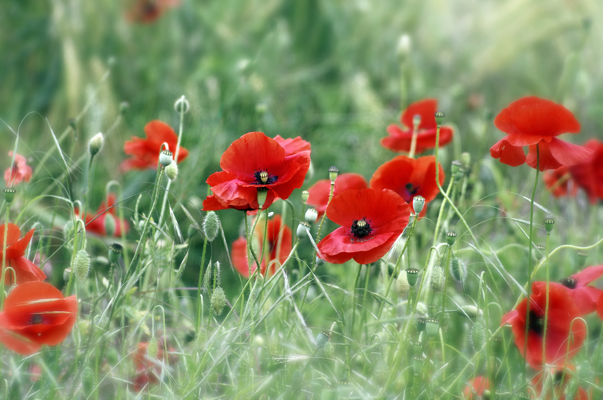 Free download wallpaper Nature, Flowers, Grass, Earth, Field, Bokeh, Poppy, Red Flower on your PC desktop
