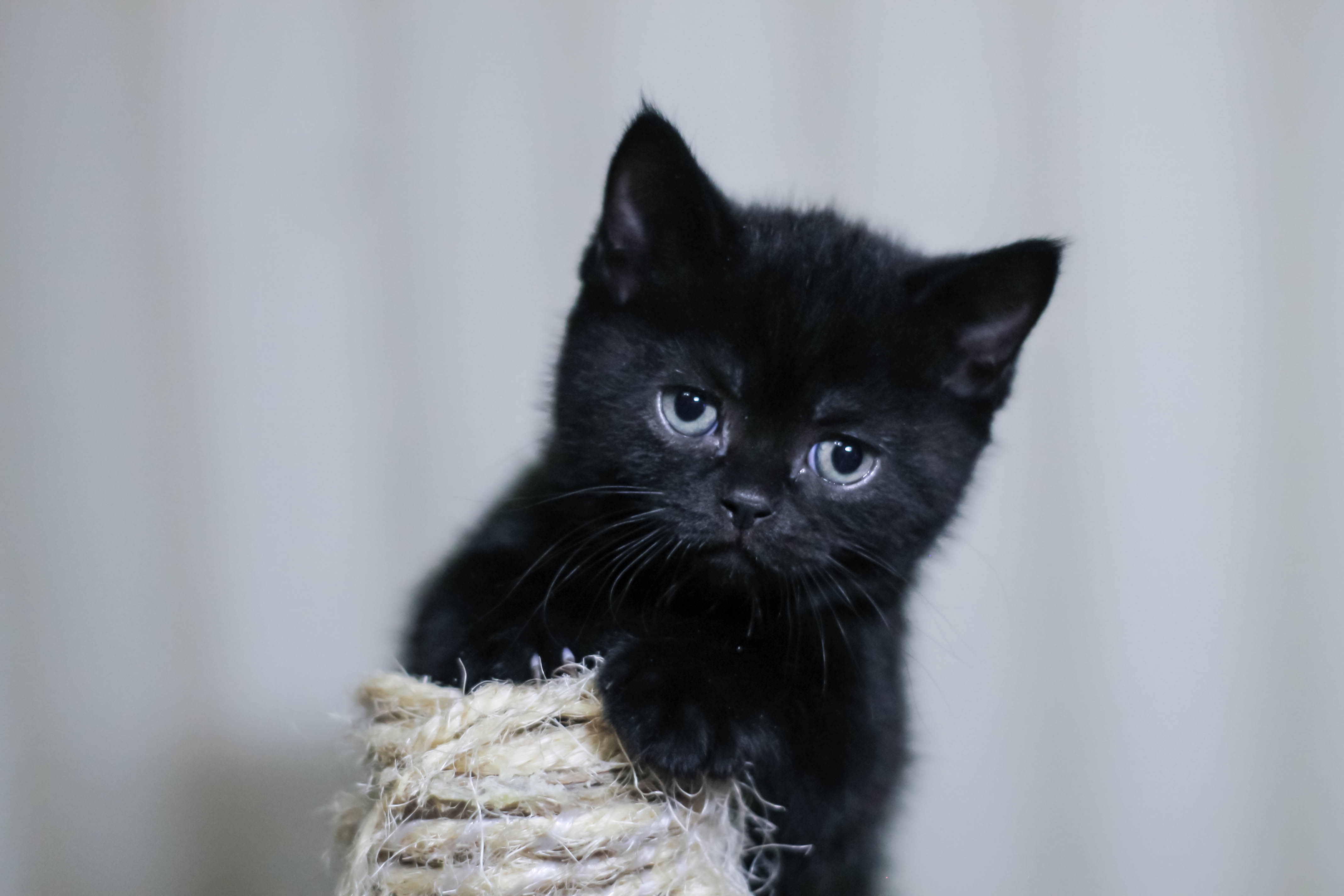 436487 Protetores de tela e papéis de parede Gatos em seu telefone. Baixe  fotos gratuitamente