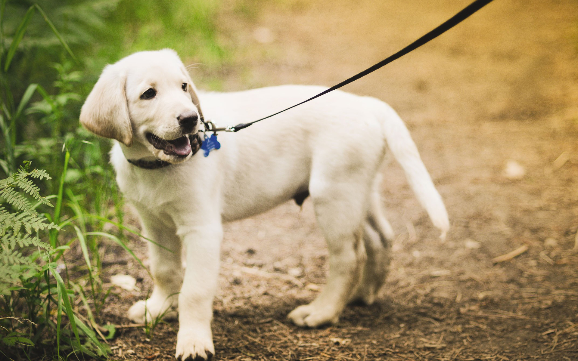 無料モバイル壁紙動物, 犬をダウンロードします。