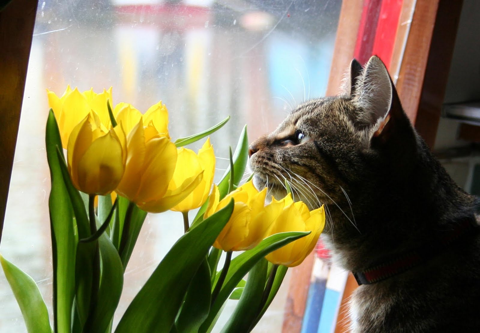 Baixe gratuitamente a imagem Animais, Gatos, Gato na área de trabalho do seu PC