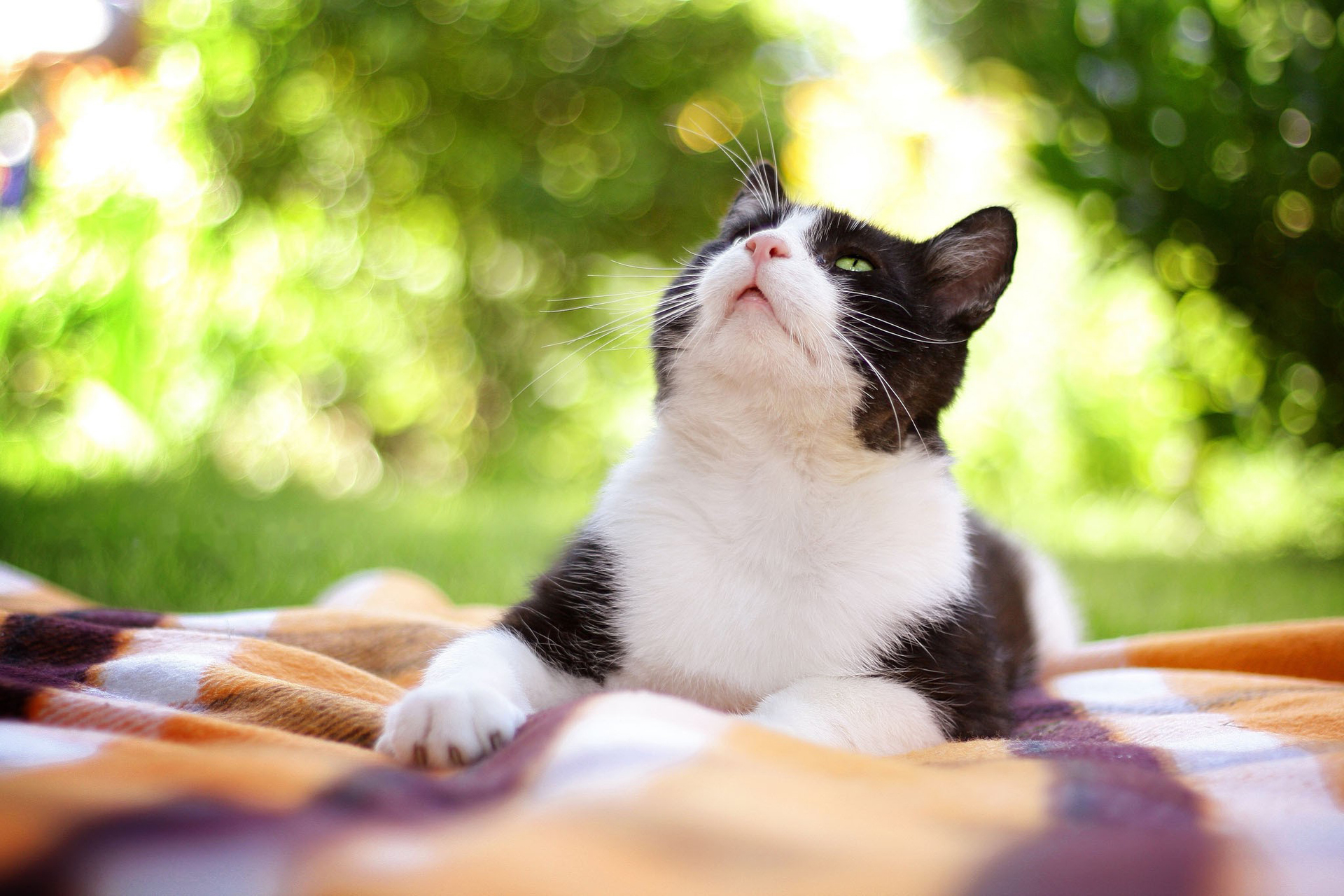 Baixe gratuitamente a imagem Animais, Gatos, Gato na área de trabalho do seu PC