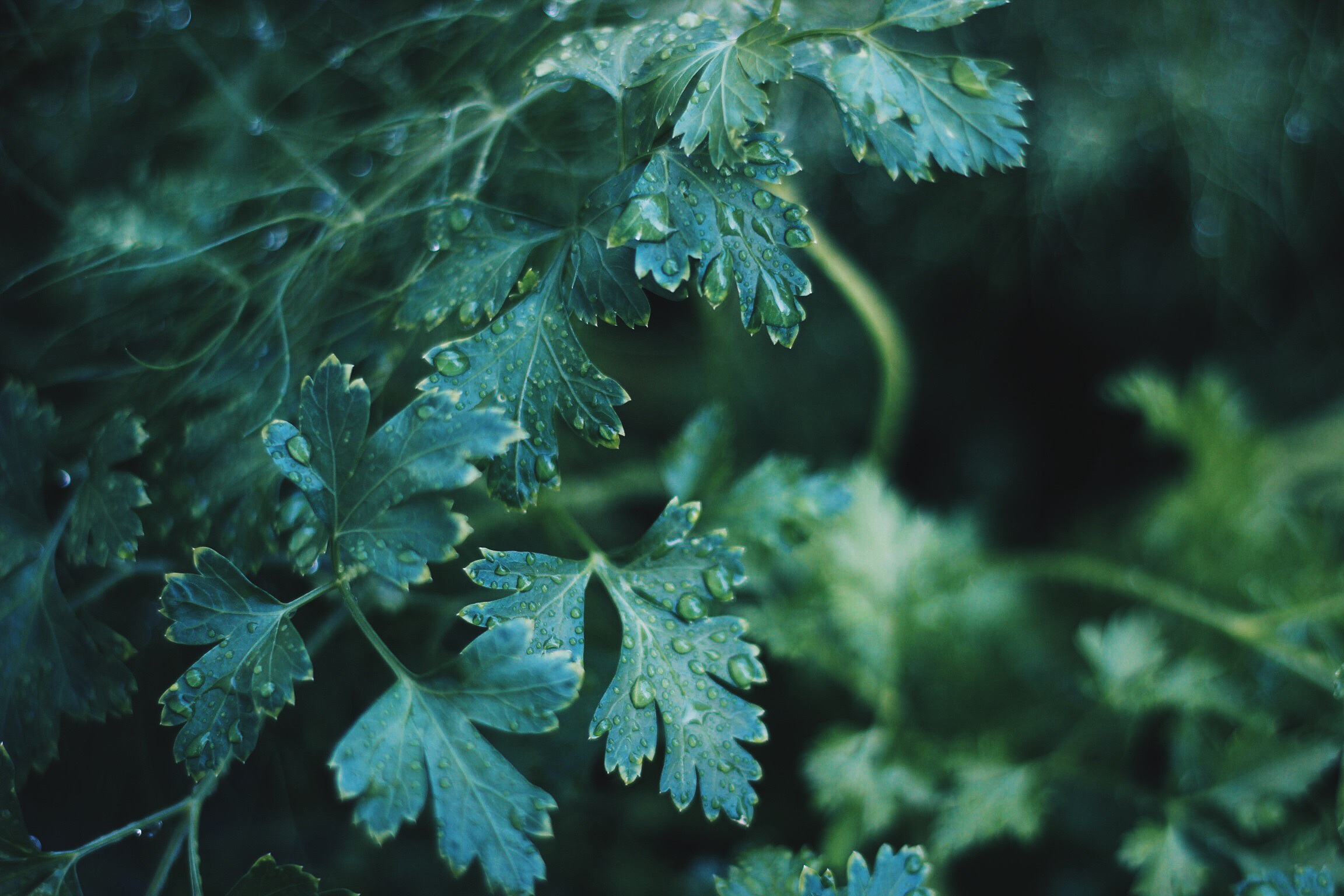 Handy-Wallpaper Natur, Pflanze, Drops, Blätter kostenlos herunterladen.