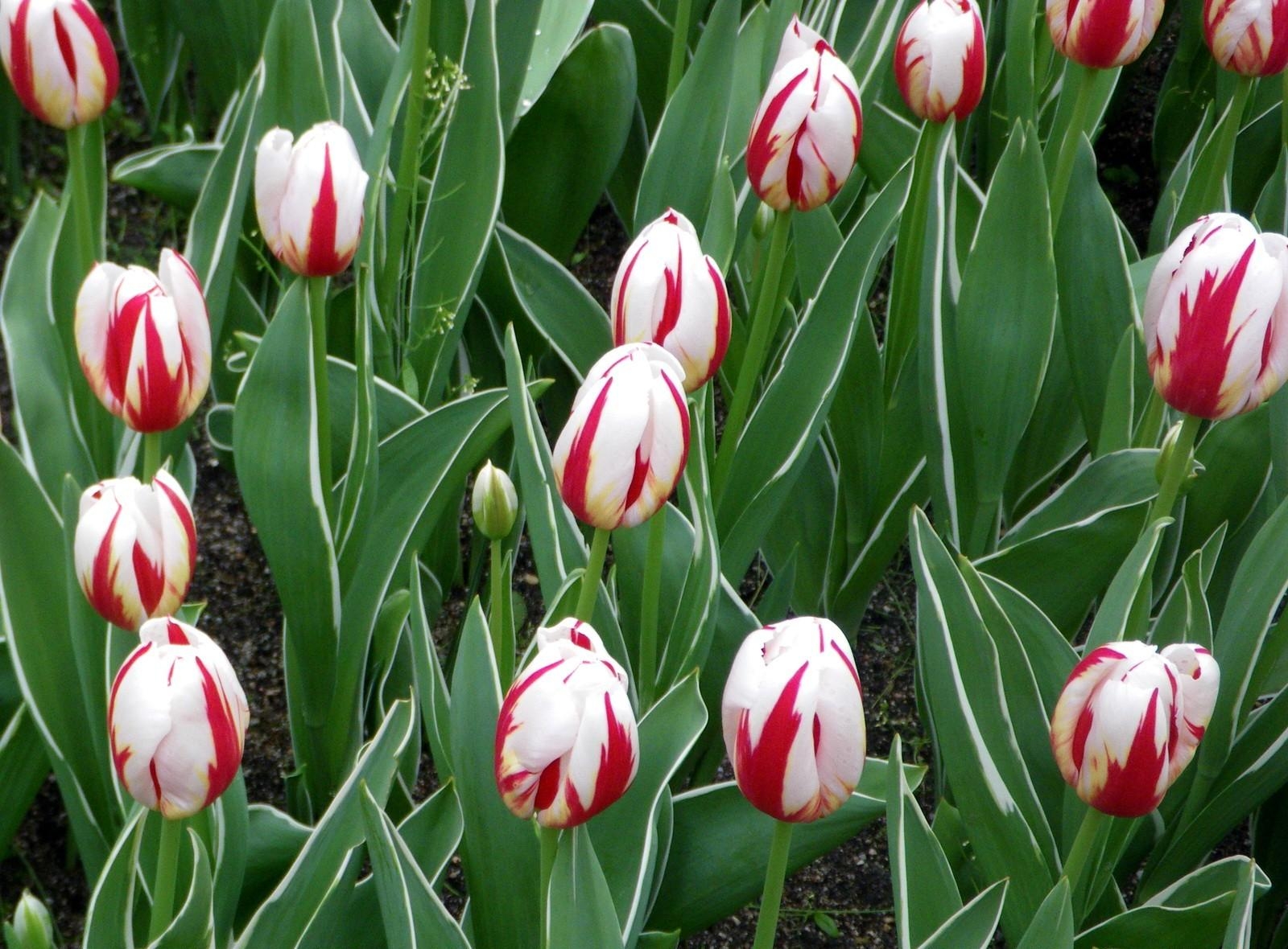 bright, mottled, flowers, tulips, flower bed, flowerbed, spring, variegated