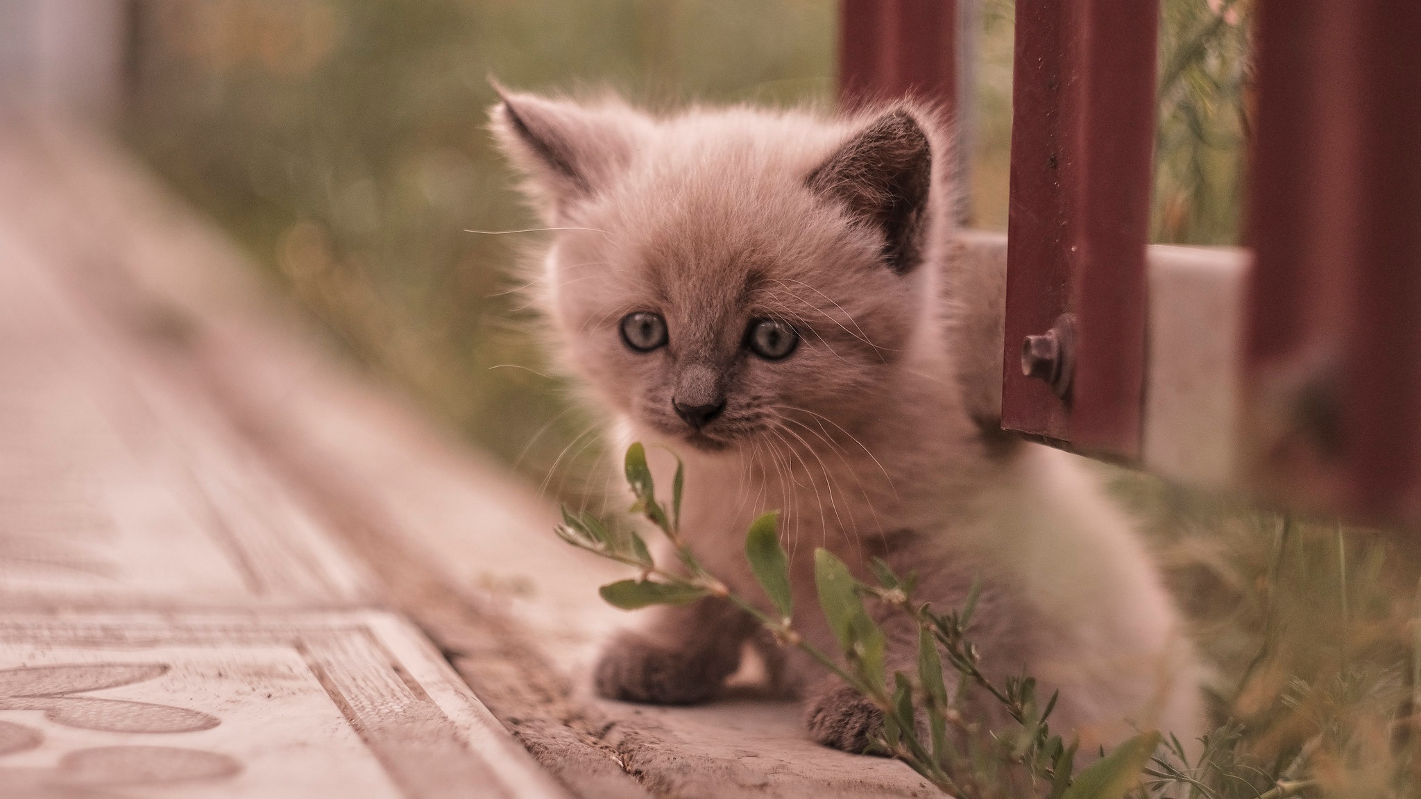 Laden Sie das Tiere, Katzen, Katze, Kätzchen, Tierbaby-Bild kostenlos auf Ihren PC-Desktop herunter