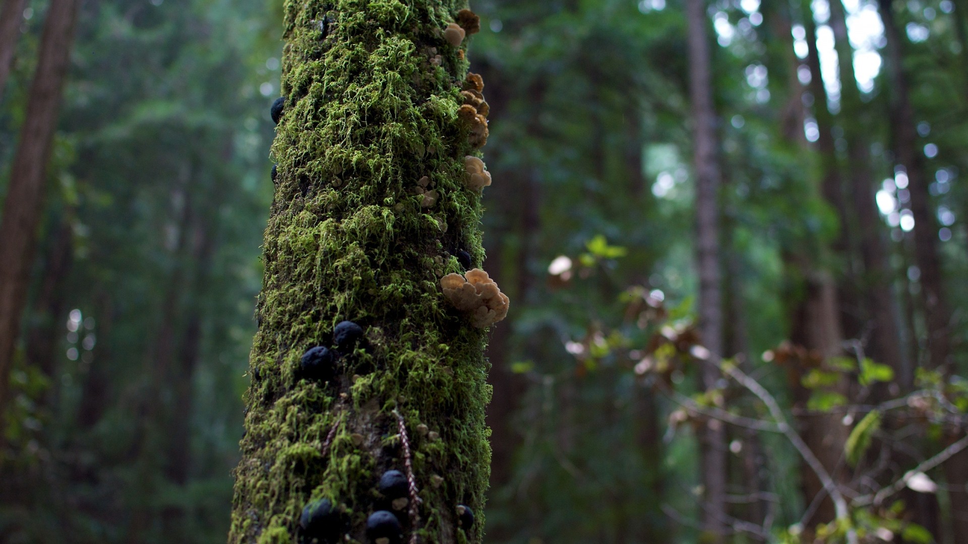Laden Sie das Wald, Pilz, Moos, Erde/natur-Bild kostenlos auf Ihren PC-Desktop herunter