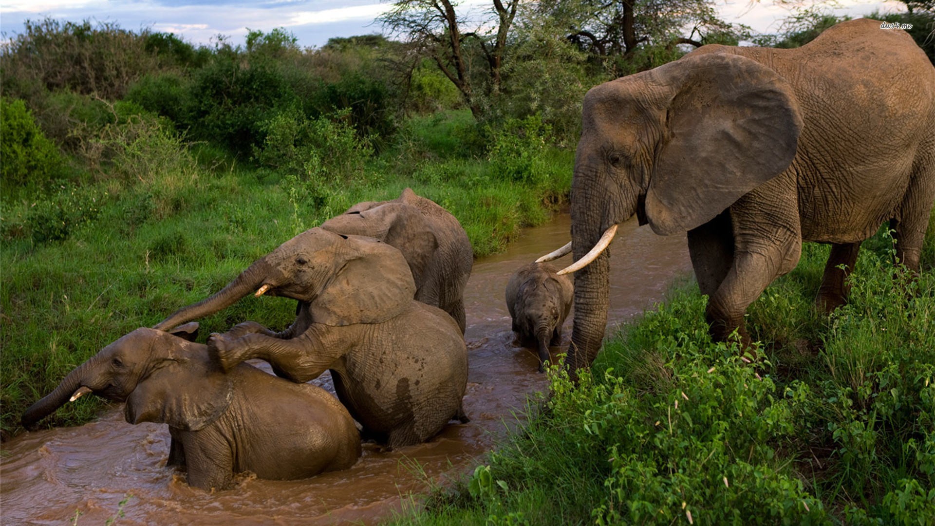 Завантажити шпалери безкоштовно Африканський Чагарниковий Слон, Слони, Тварина картинка на робочий стіл ПК