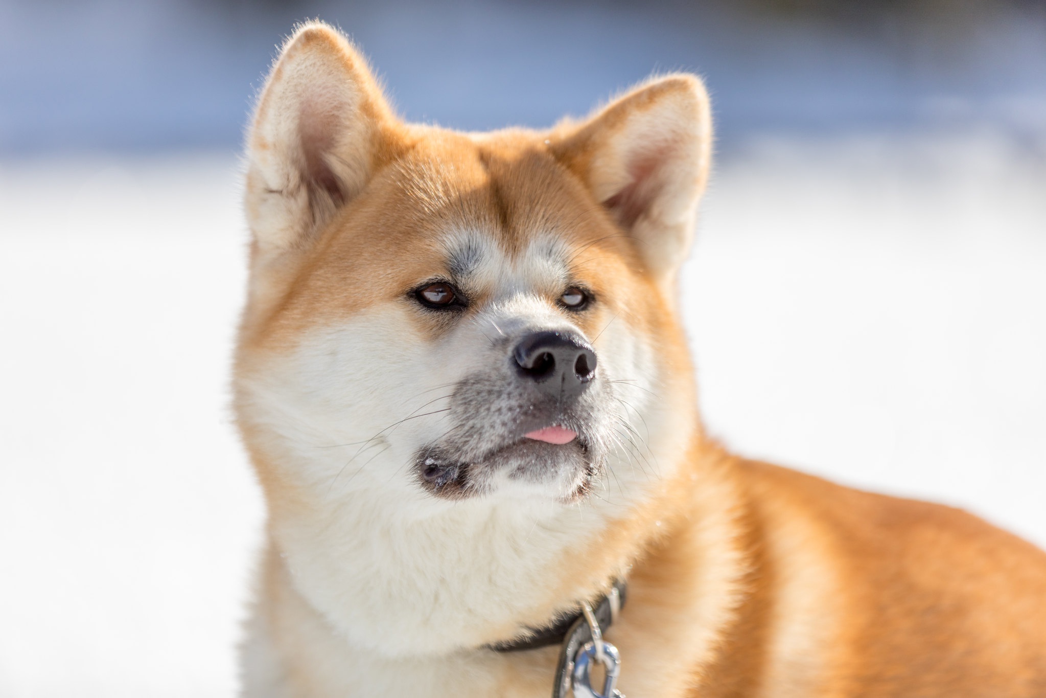 Download mobile wallpaper Dogs, Dog, Muzzle, Animal, Akita for free.