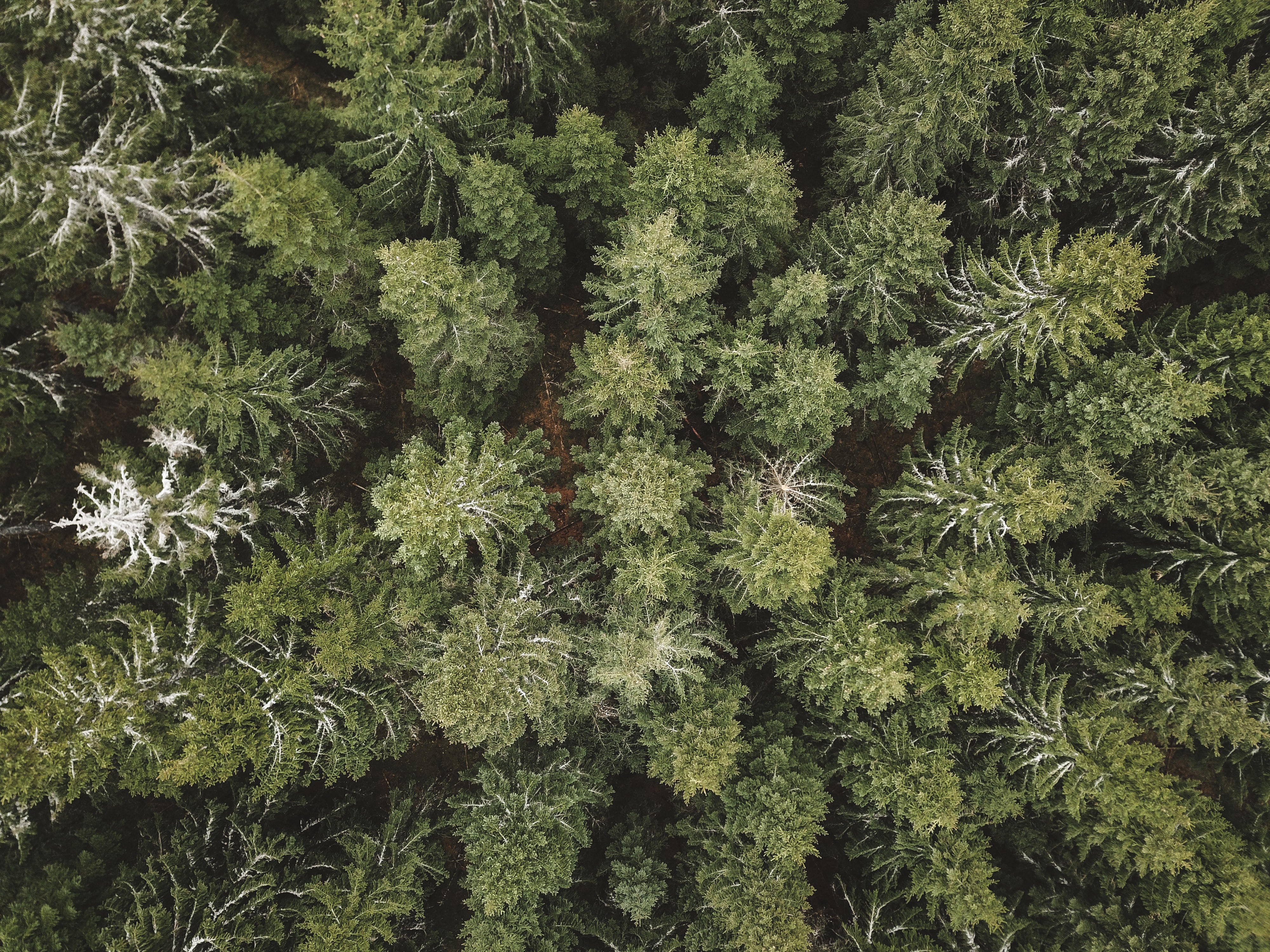 Download mobile wallpaper Forest, Fir, Spruce, View From Above, Trees, Nature for free.