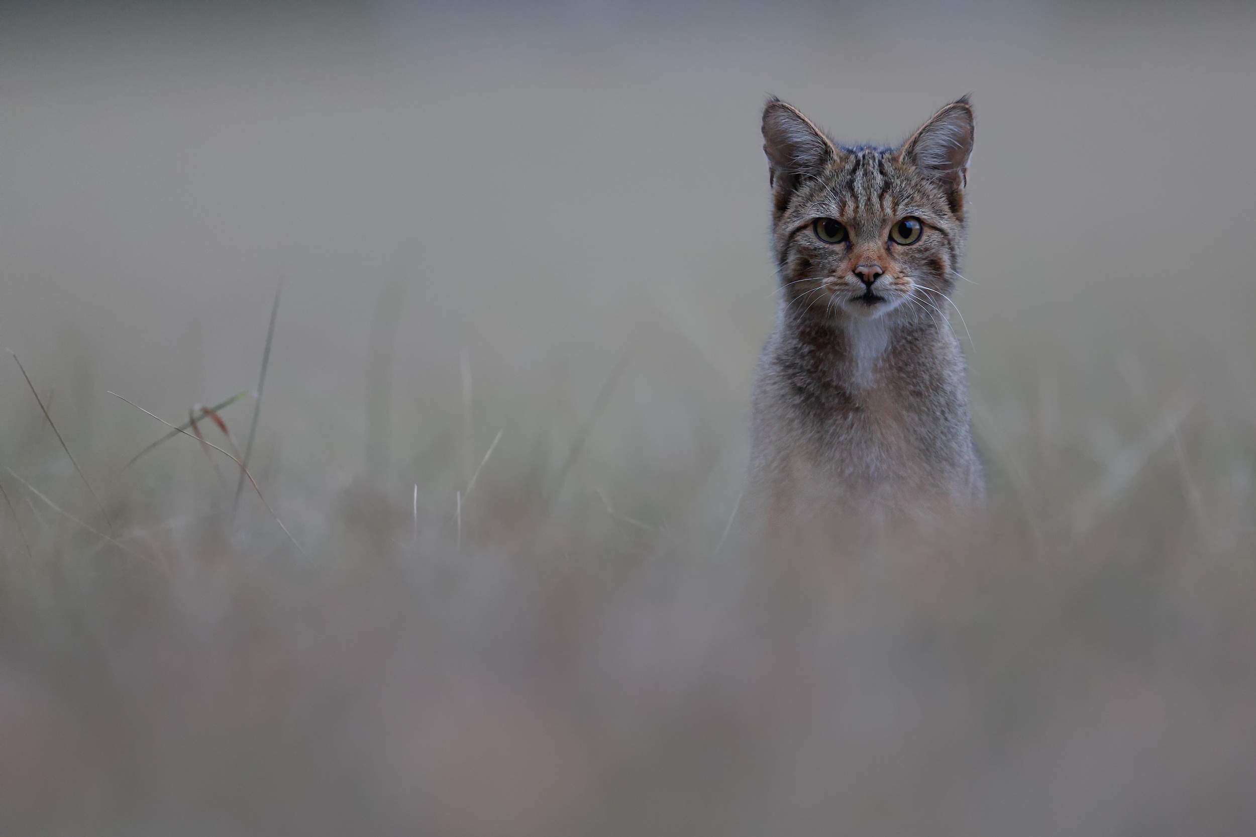 Handy-Wallpaper Tiere, Katzen, Katze, Starren kostenlos herunterladen.