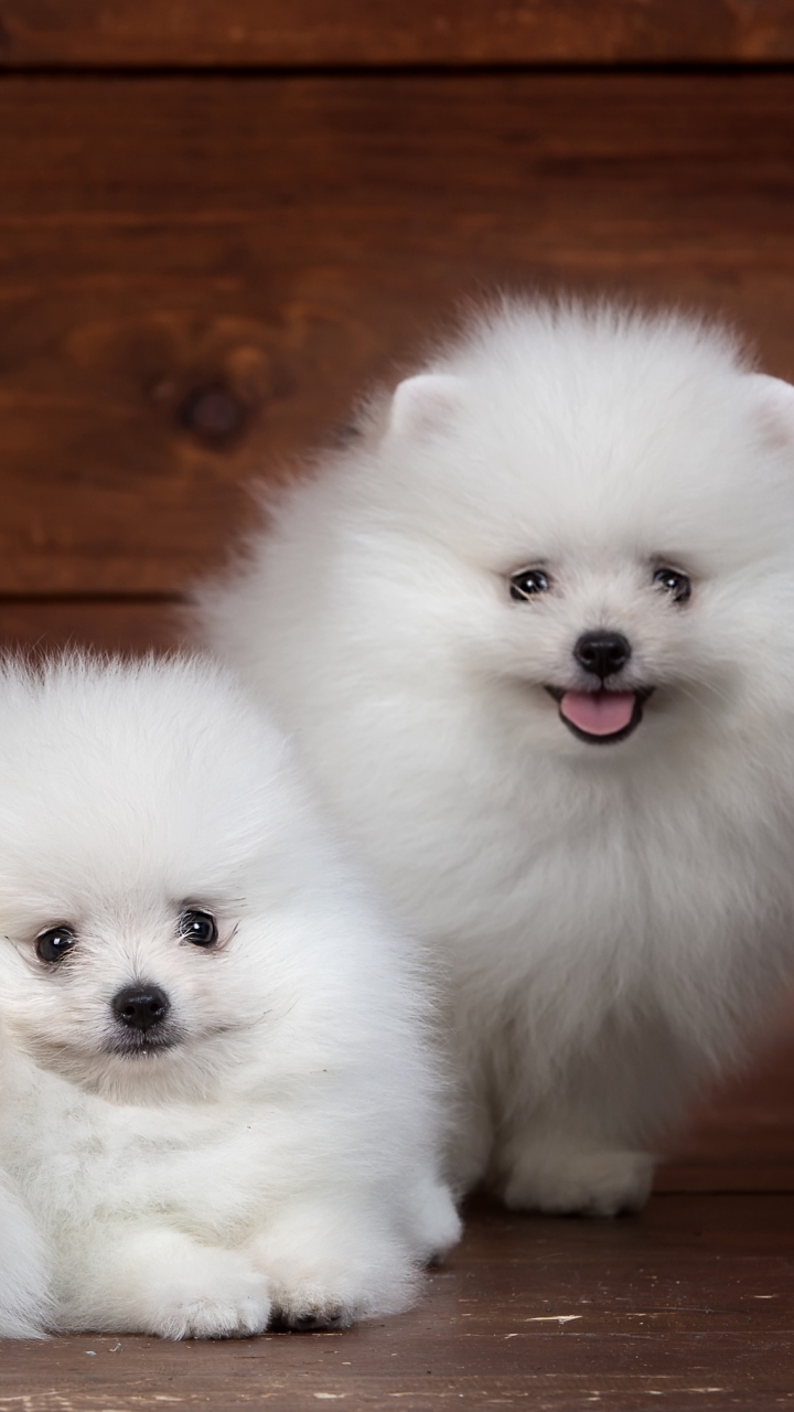 Download mobile wallpaper Dogs, Dog, Animal, Puppy, Pomeranian for free.
