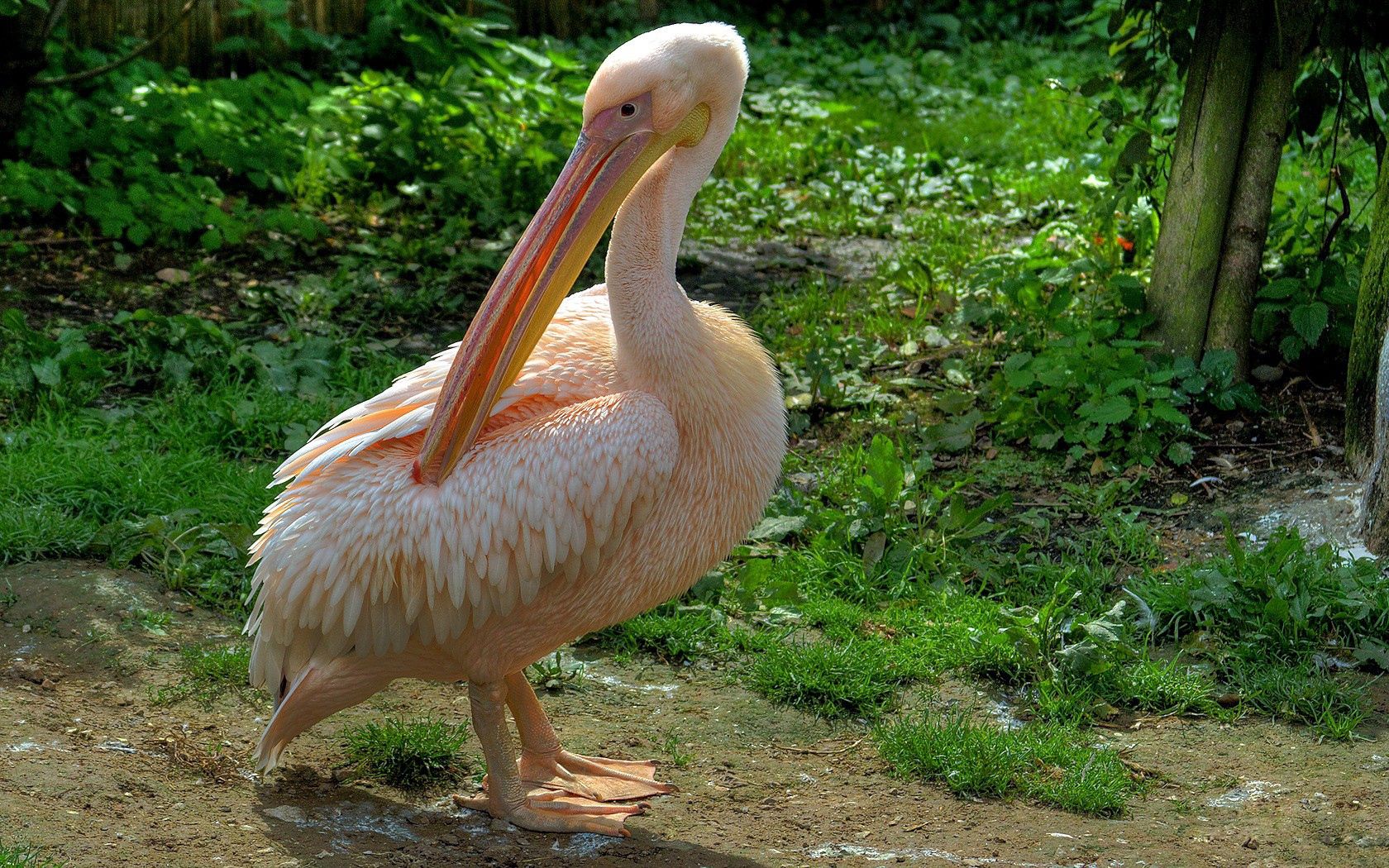Download mobile wallpaper Pelican, Grass, Beautiful, Animals, Bird, Feather, Pink for free.