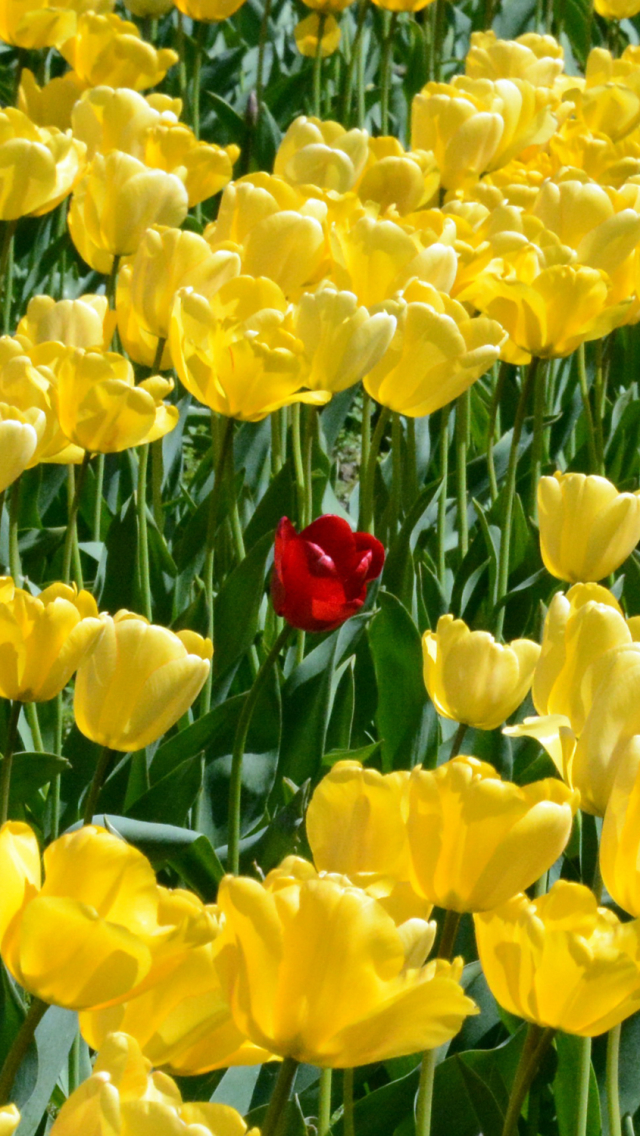 Descarga gratuita de fondo de pantalla para móvil de Naturaleza, Flores, Verano, Flor, Tulipán, Flor Amarilla, Flor Roja, Tierra/naturaleza, El Verano.