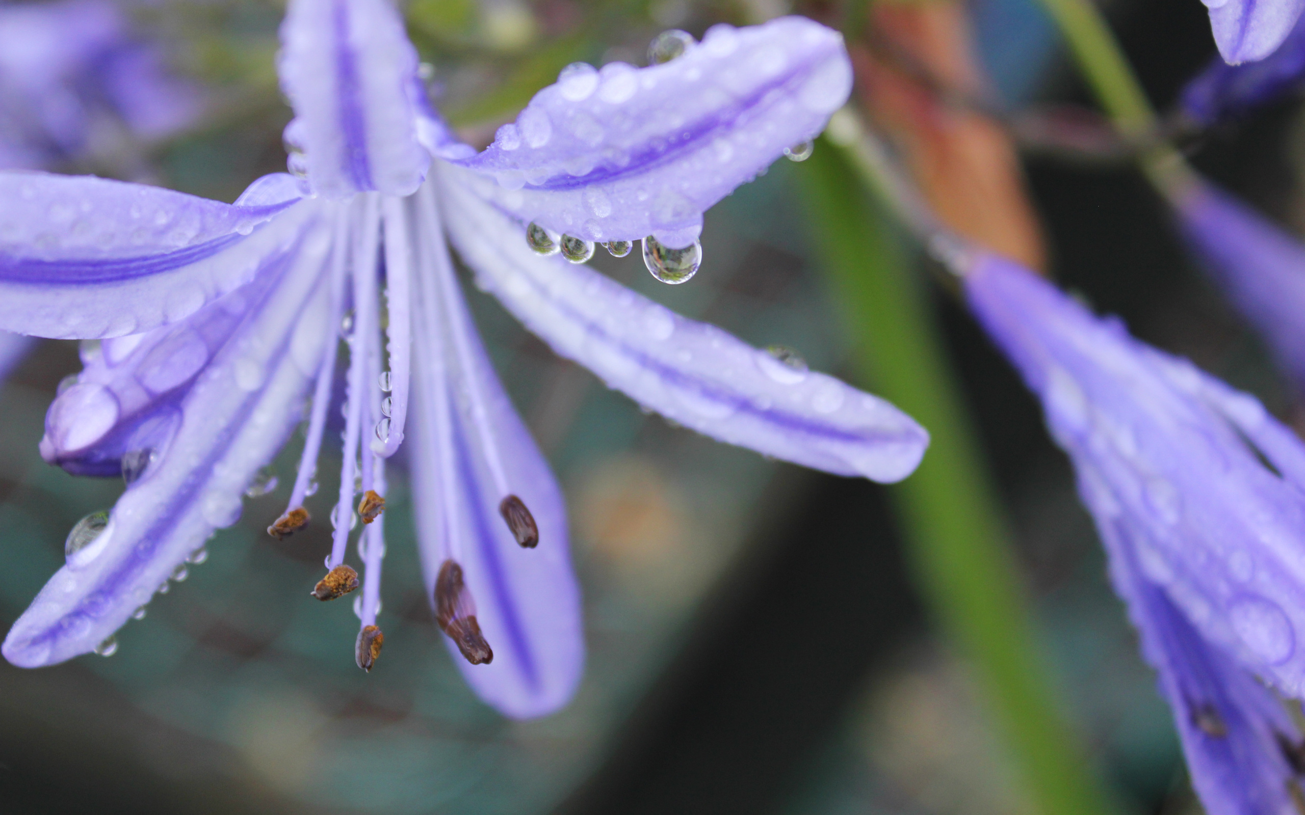 Descarga gratuita de fondo de pantalla para móvil de Flores, Flor, Tierra/naturaleza.