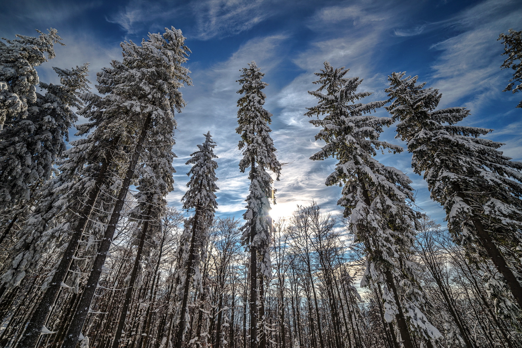 Скачать картинку Зима, Природа, Небо, Лес, Дерево, Земля/природа, Верхушки Деревьев в телефон бесплатно.