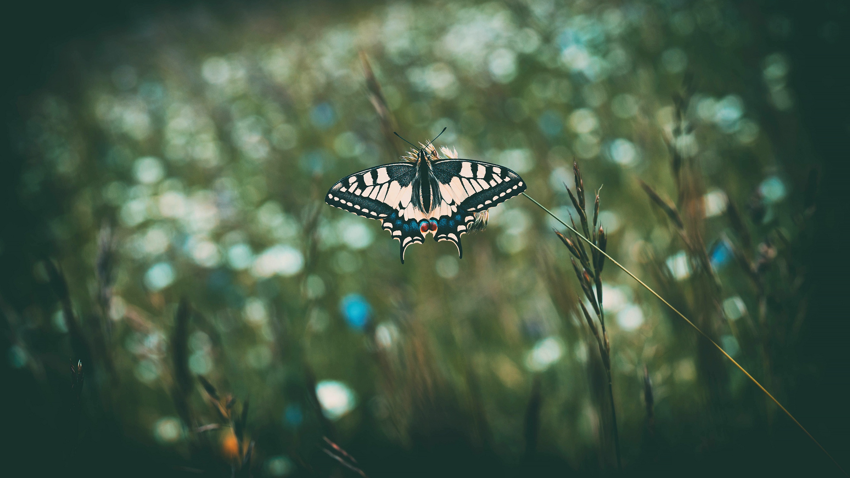 Download mobile wallpaper Macro, Insect, Butterfly, Animal for free.