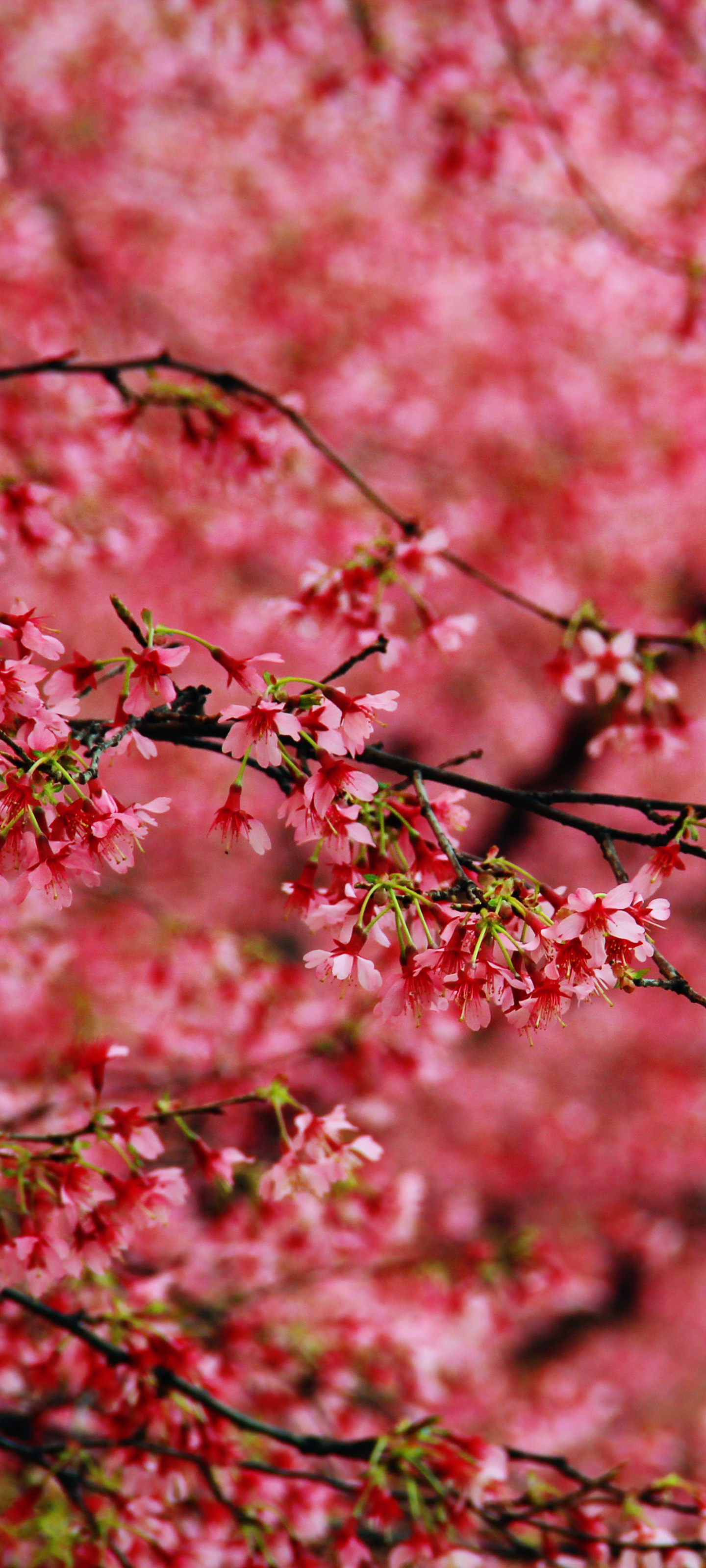 Baixe gratuitamente a imagem Floração, Flores, Terra/natureza na área de trabalho do seu PC