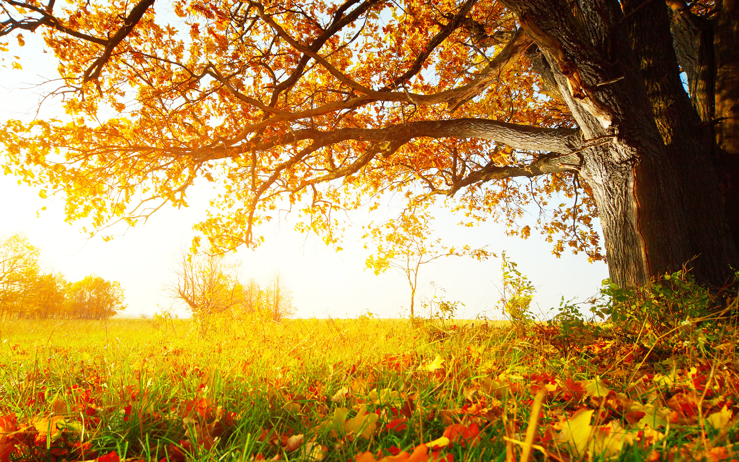 Скачать картинку Деревья, Пейзаж, Листья, Растения, Осень в телефон бесплатно.