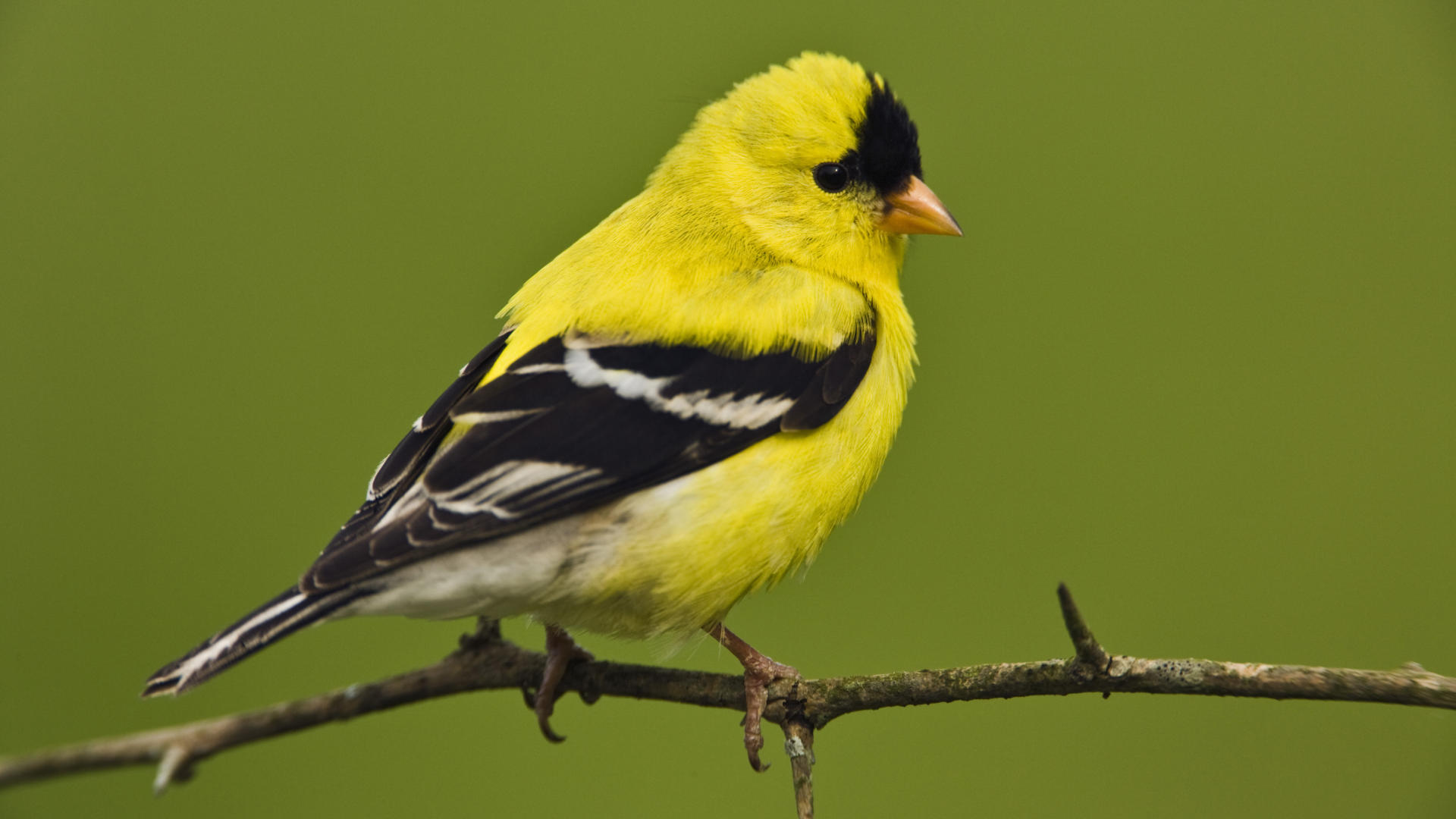 branch, animal, goldfinch, american goldfinch, bird