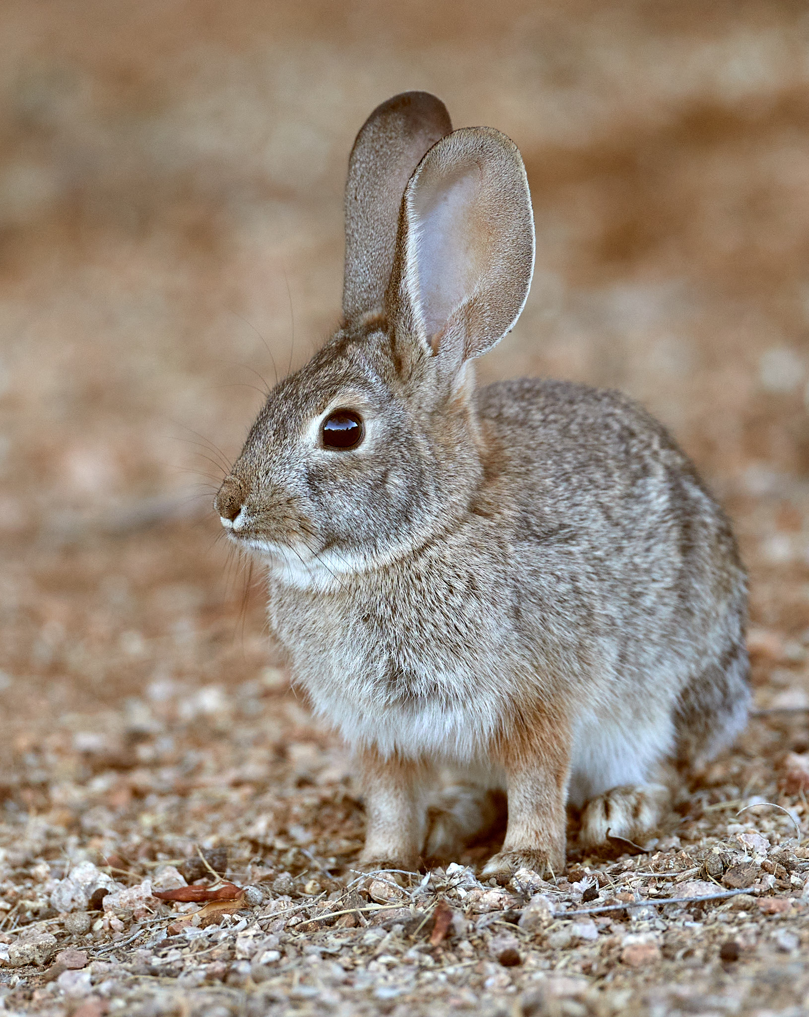 138781 скачать обои милый, кролик, животное, животные, серый, дикий - заставки и картинки бесплатно
