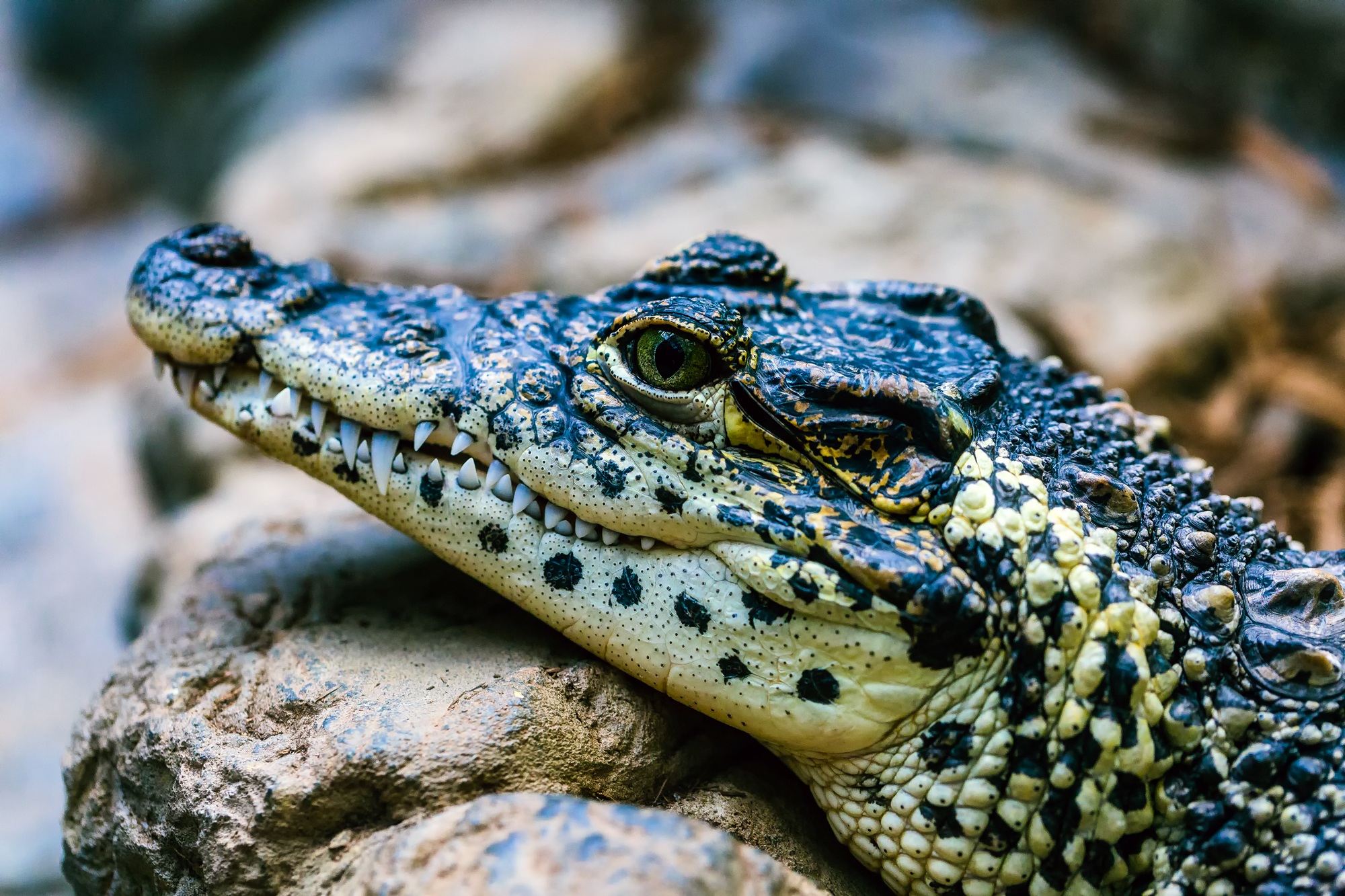Download mobile wallpaper Close Up, Animal, Reptile, Reptiles, Crocodile, Baby Animal for free.