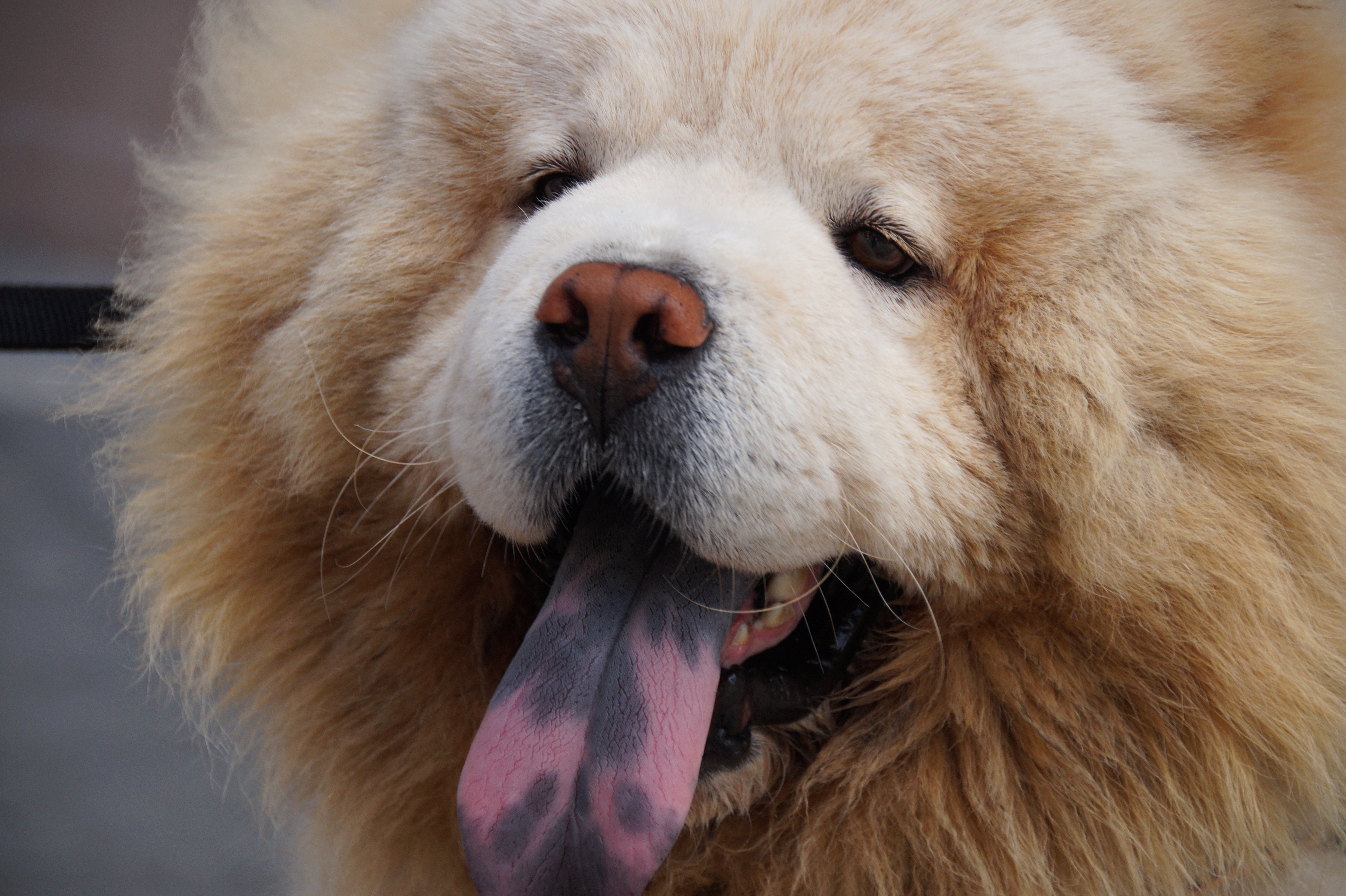 Download mobile wallpaper Chow Chow, Fluffy, Animals, Muzzle, Dog for free.