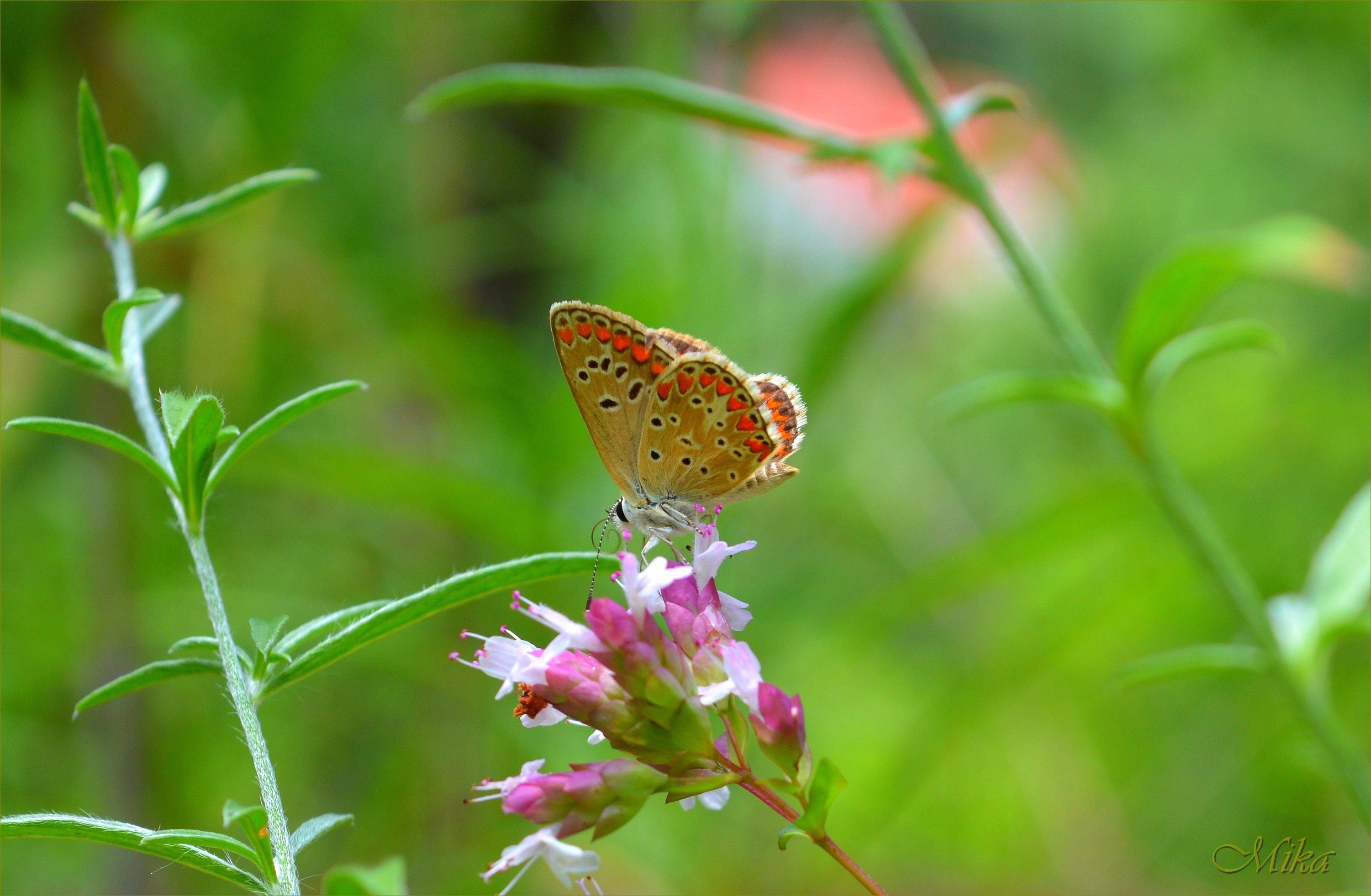 Descarga gratuita de fondo de pantalla para móvil de Animales, Insecto, Mariposa, Macrofotografía.