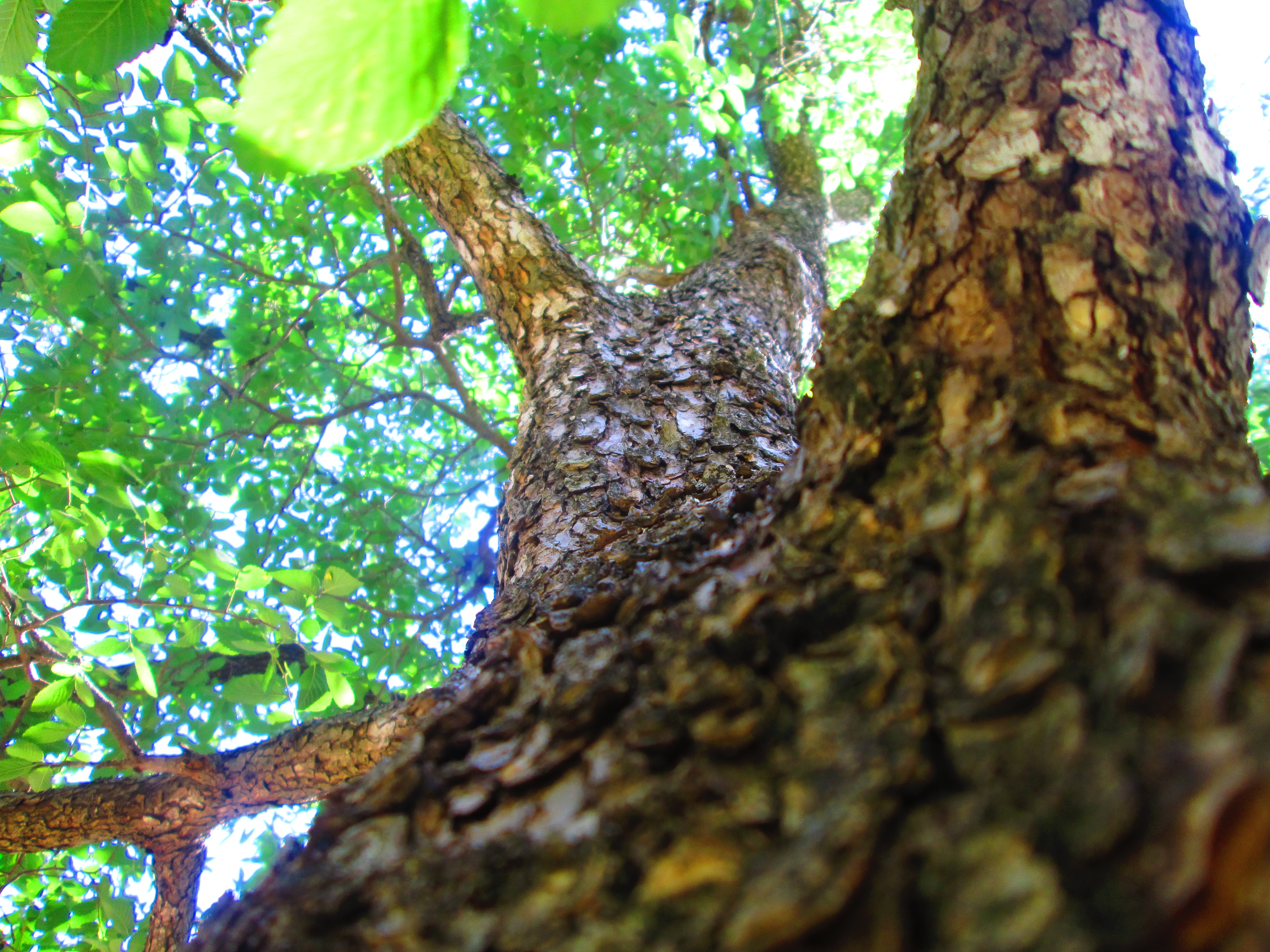 Descarga gratuita de fondo de pantalla para móvil de Árboles, Árbol, Tierra/naturaleza.