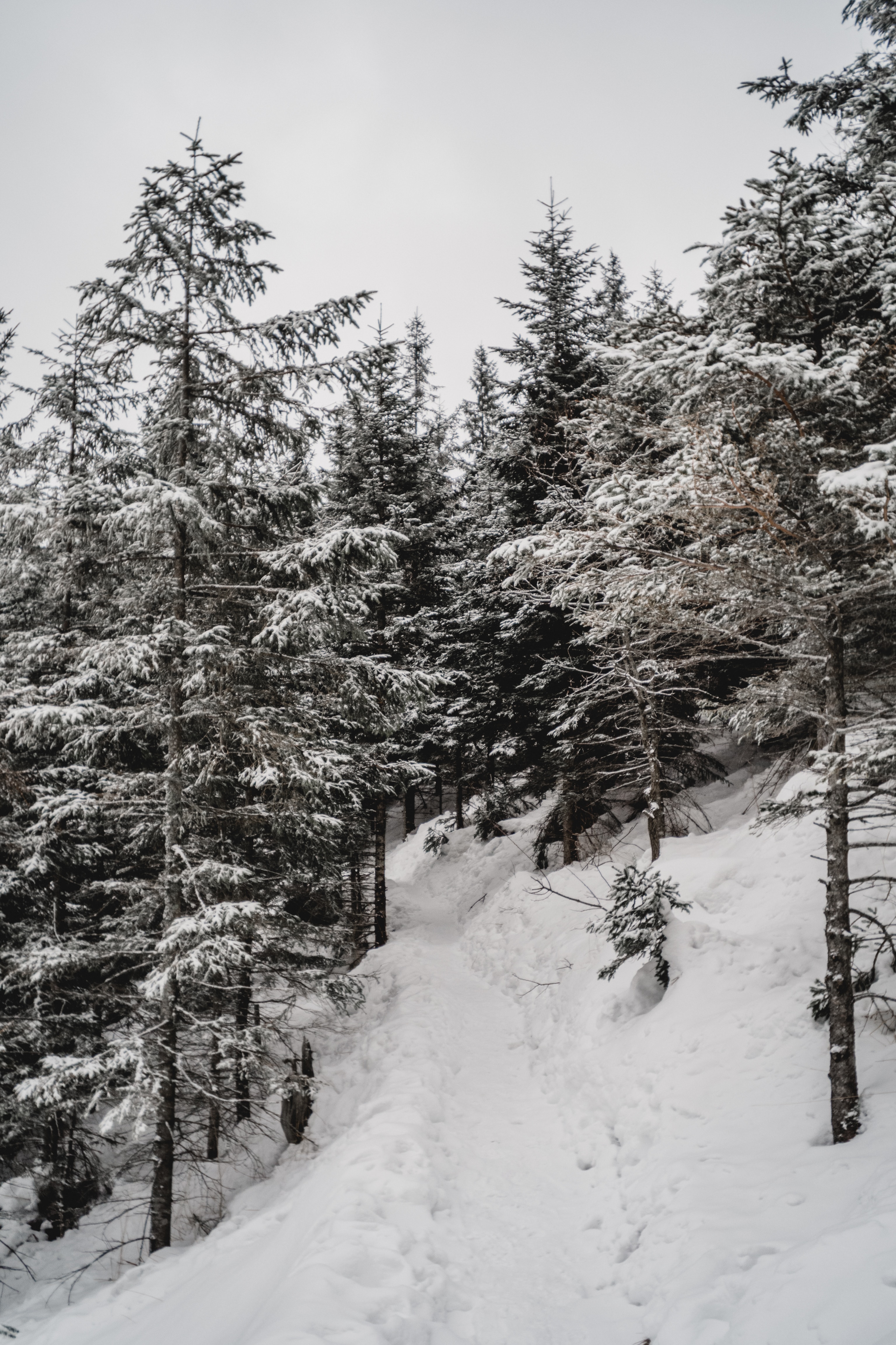 Скачати мобільні шпалери Дерева, Природа, Сосни, Схил, Сніг, Зима безкоштовно.