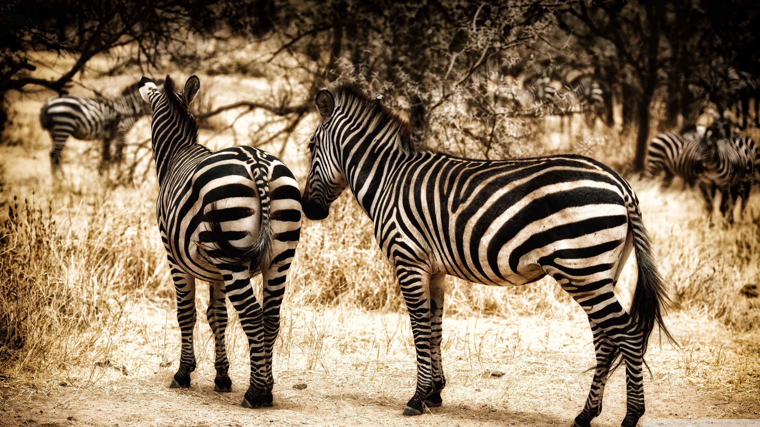 Baixar papel de parede para celular de Animais, Zebra gratuito.